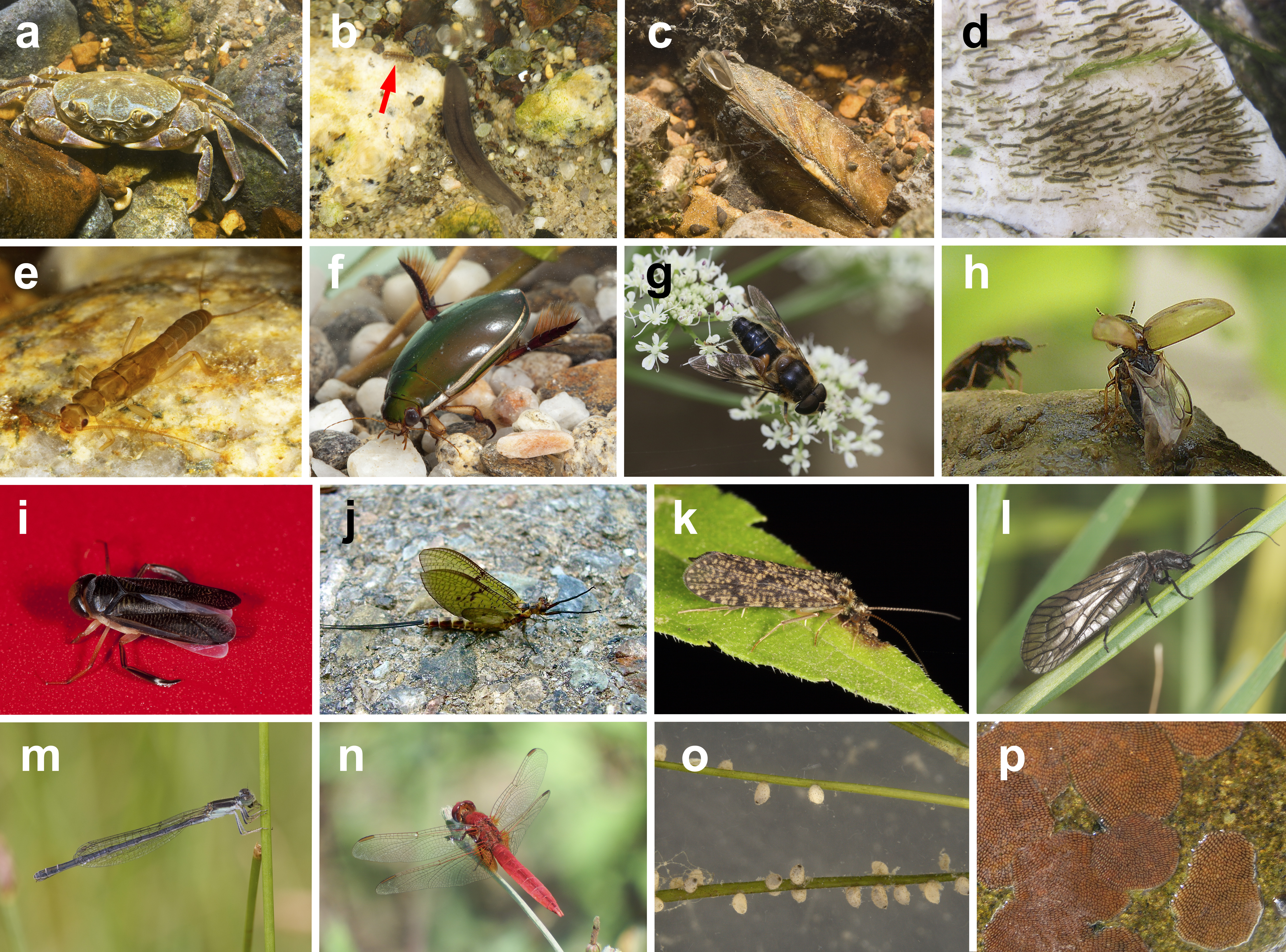 DISPERSE: a trait database to assess the dispersal potential of European aquatic macroinvertebrates 
