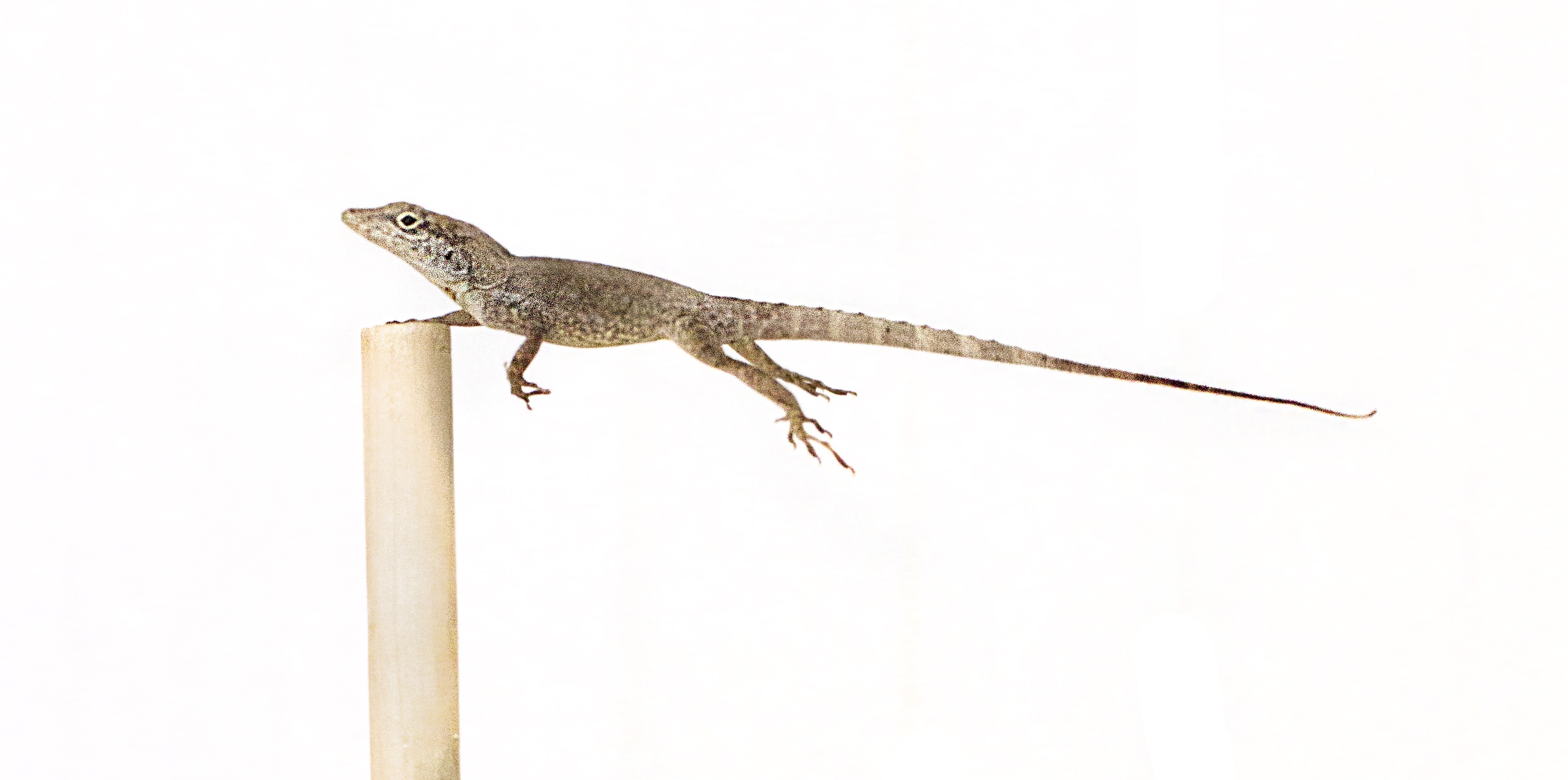 Hurricane-induced selection on the morphology of an island lizard