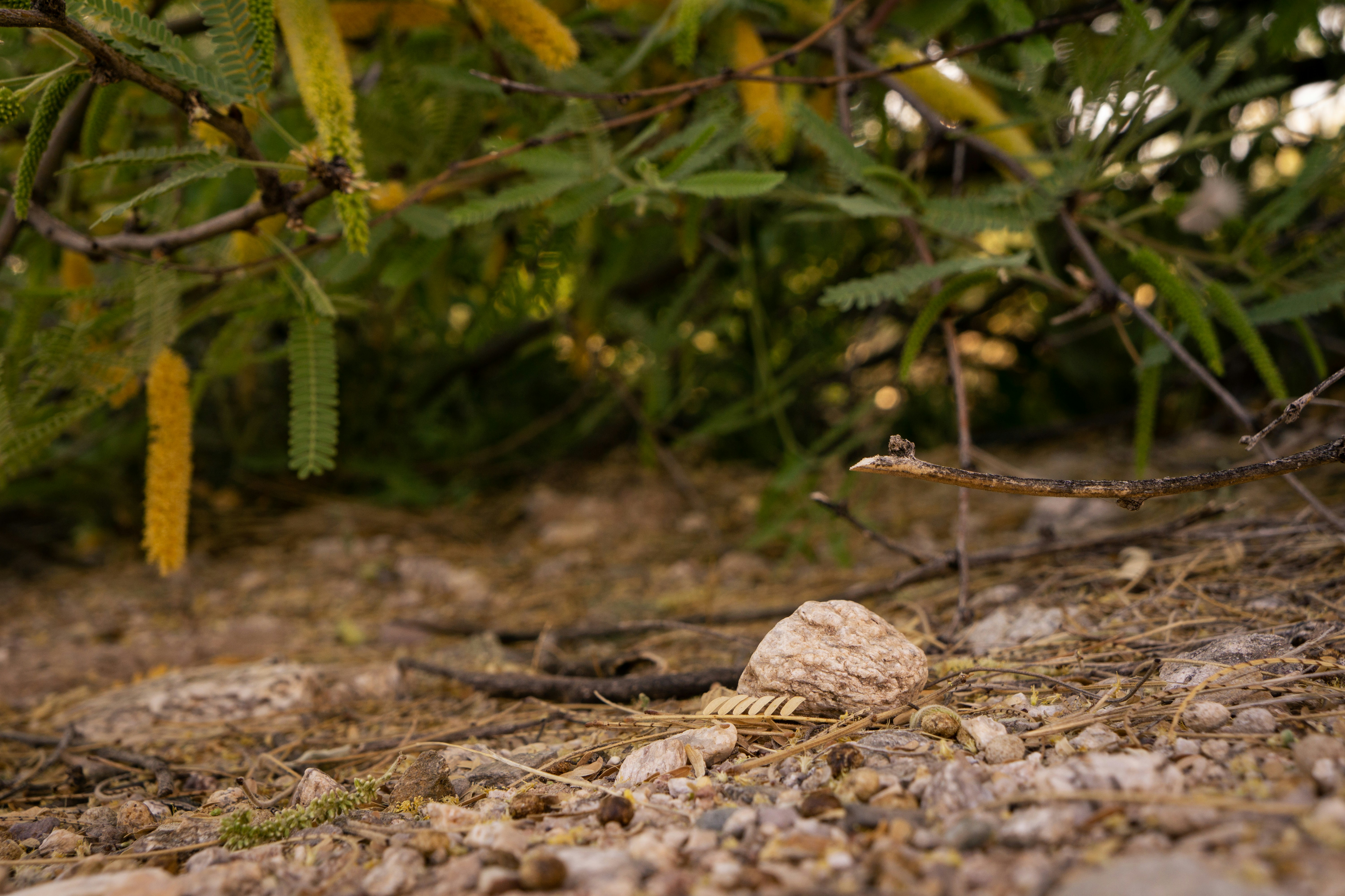 Invasion Debt: Invasive Species in the Middle East