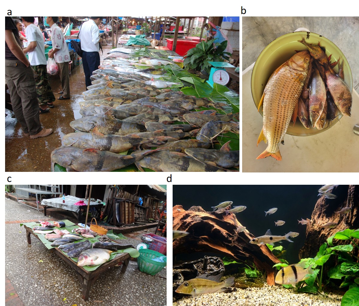 Guppies, pikes and sturgeons: why the fishes we use are rarely ordinary