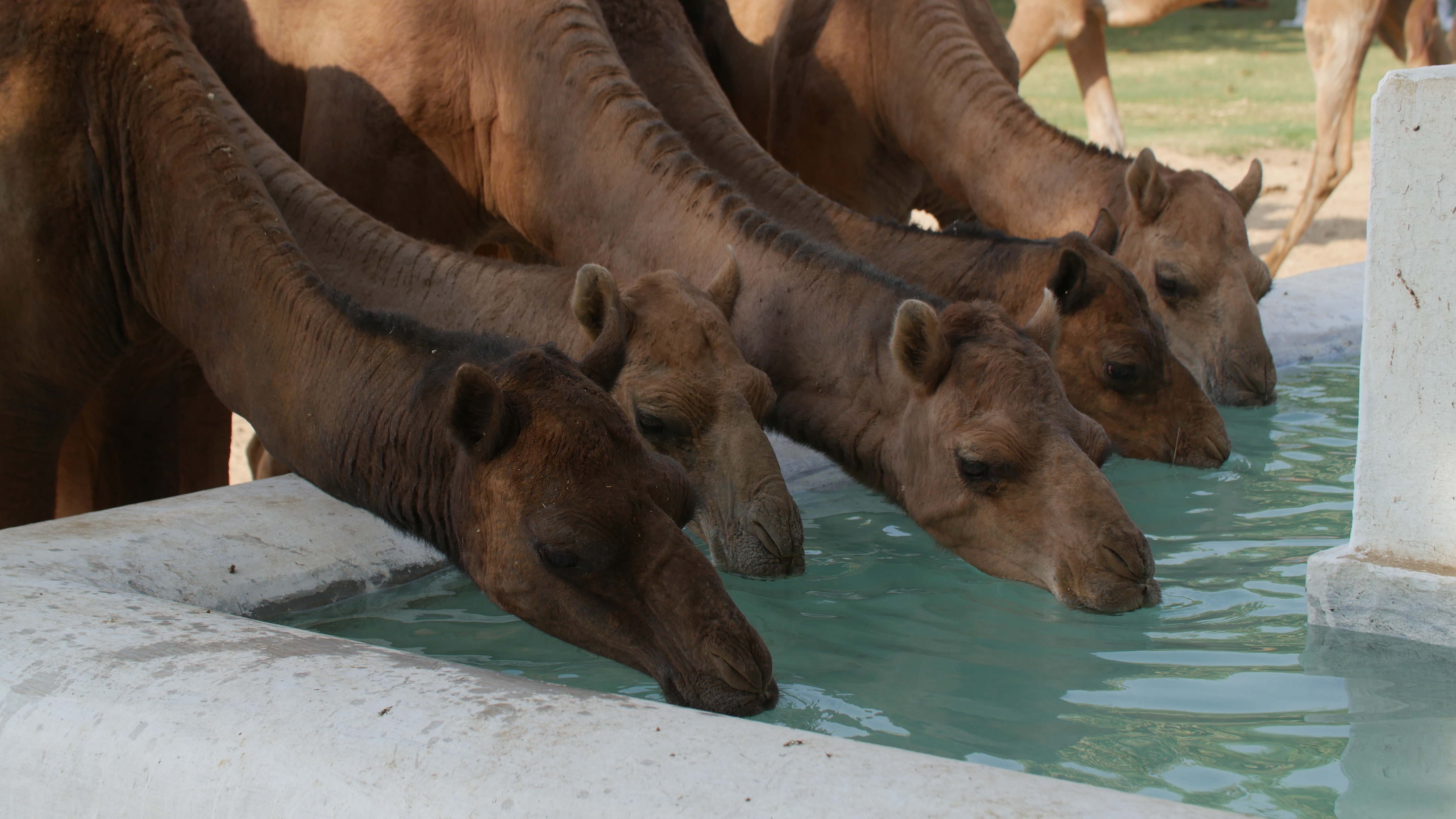 Camel - the animal of the past, present and future