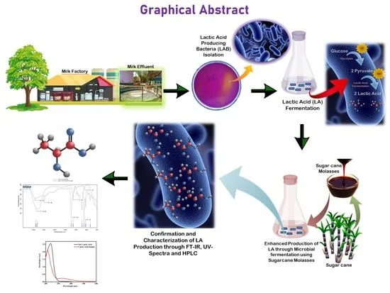 Sustainable Lactic Acid Production from Sugarcane Molasses: A Step Toward Circular Bioeconomy and Green Bioplastics