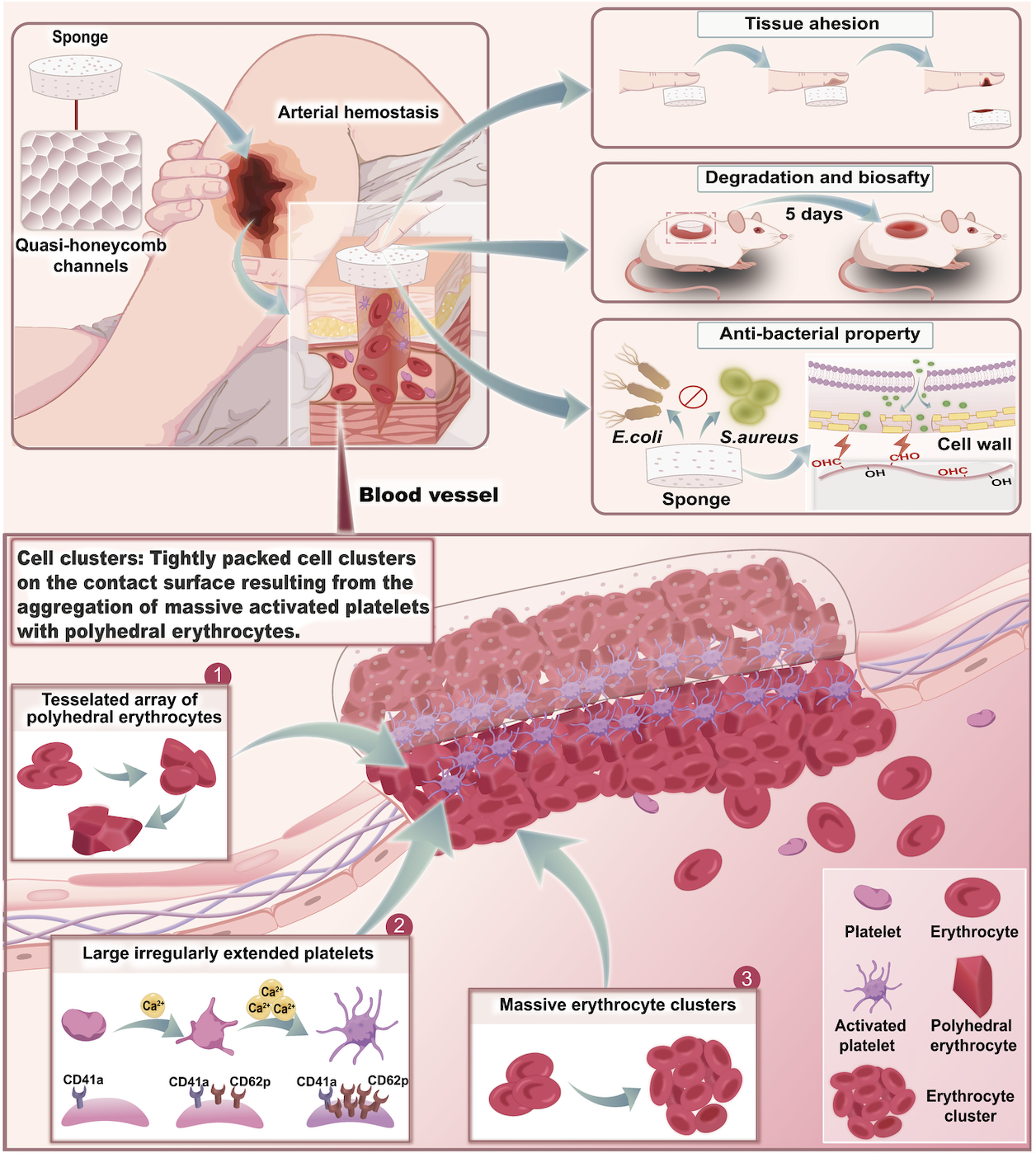 Antibacterial and Rapidly Absorbable Hemostatic Sponge by Aldehyde Modification of Natural Polysaccharide