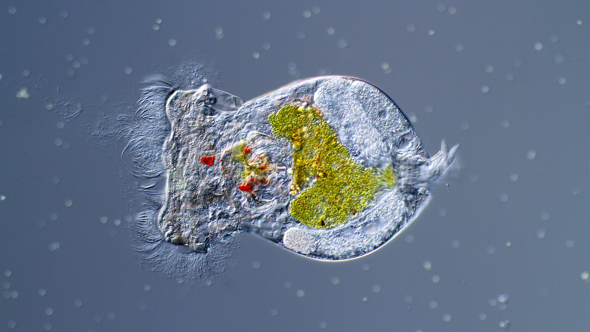 The DNA Loss Model (DNA-LM), more than 20 years contributing to explain neuropeptide evolution