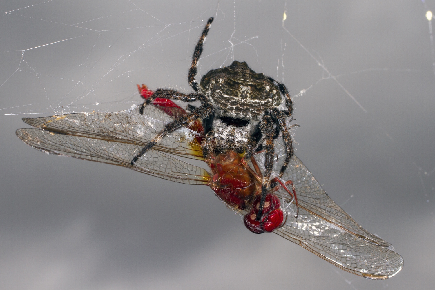 Proteins contributing to extremely tough Darwin’s bark spider silk