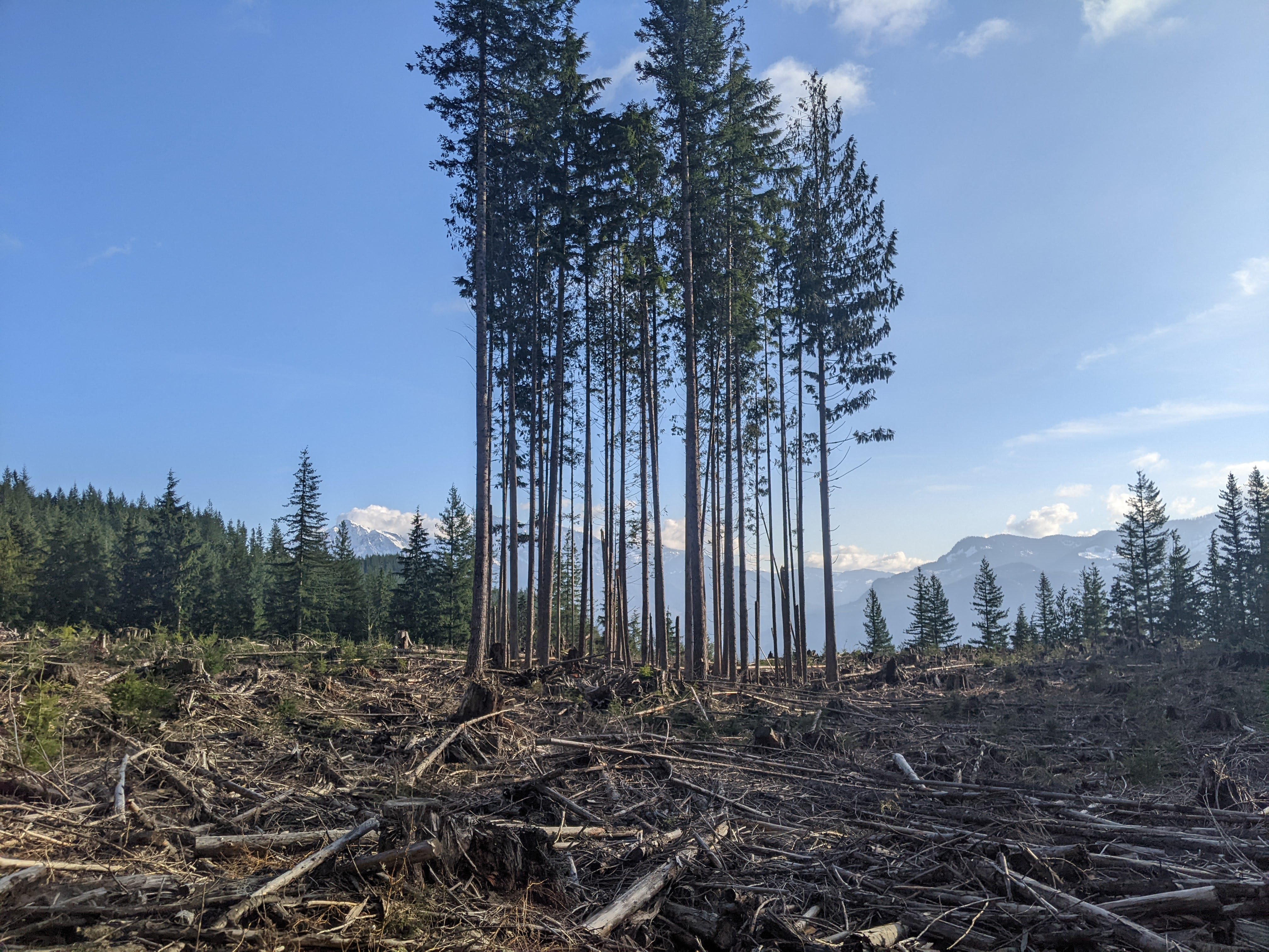 Carbon accumulation is a key but incomplete criterion for restoring tree cover