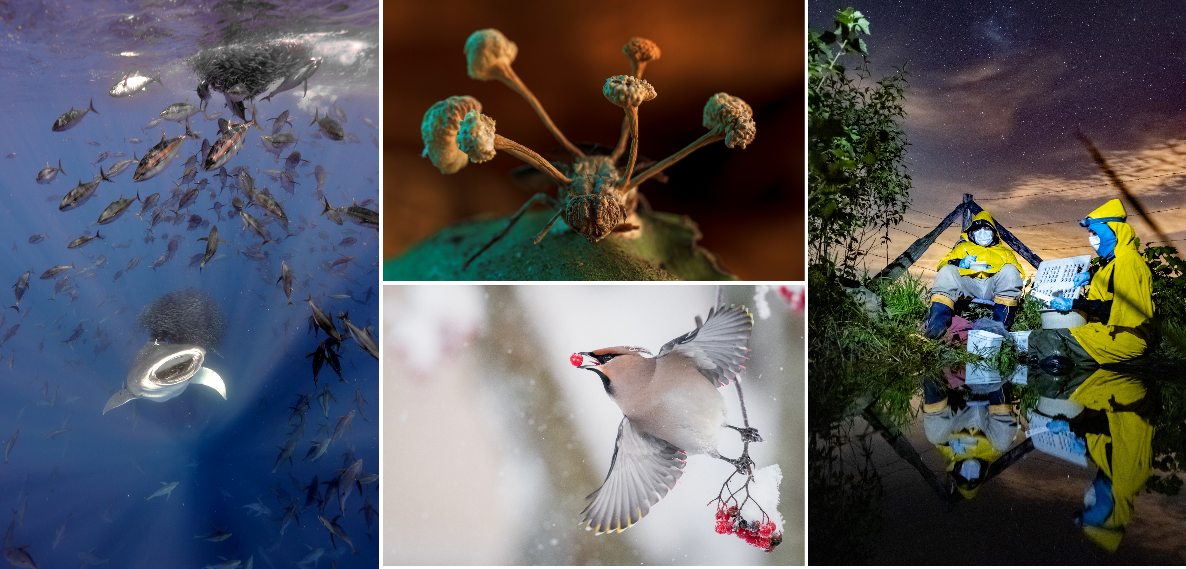 2025 BMC Ecology and Evolution & BMC Zoology Image Competition