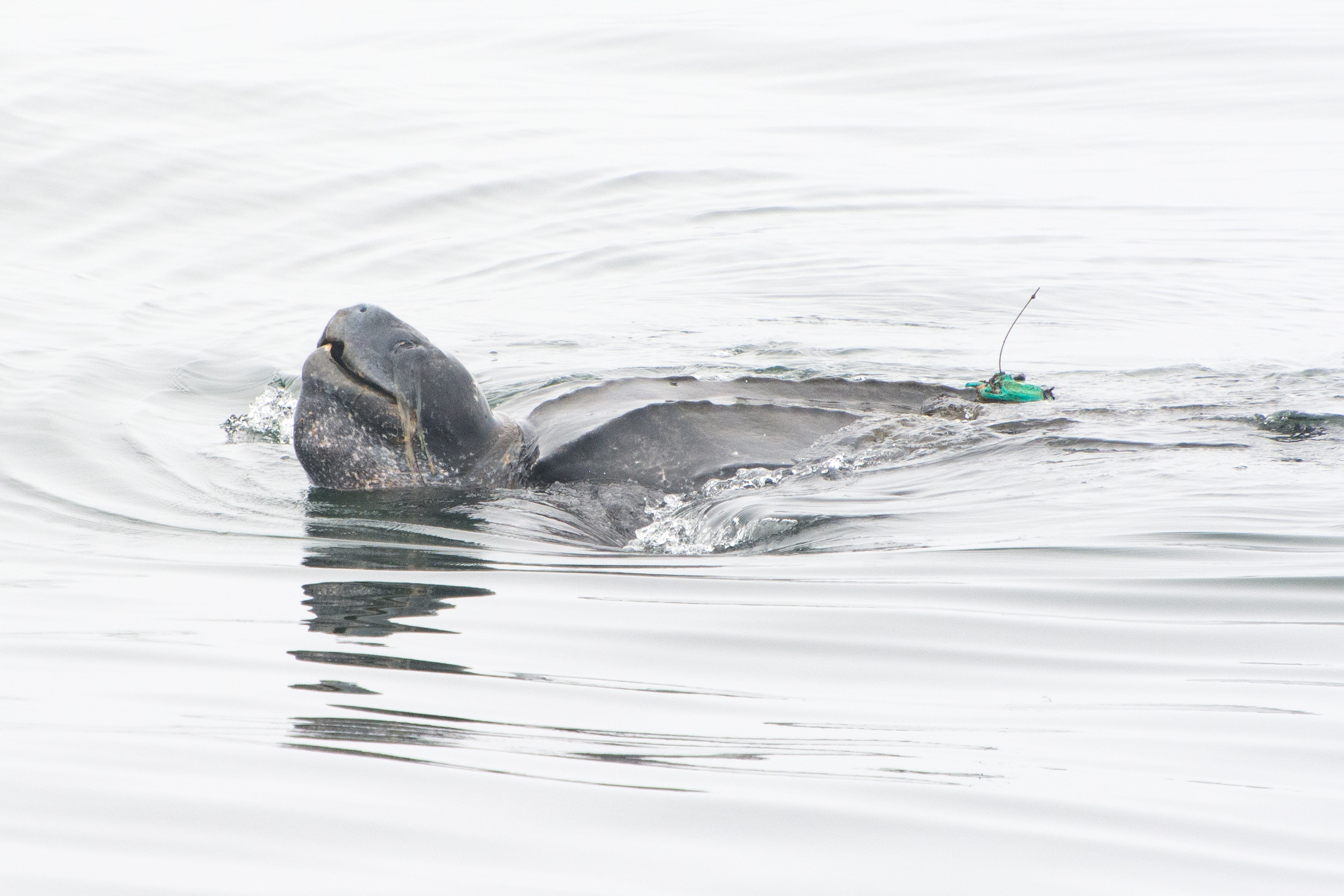 Ocean animals are global citizens