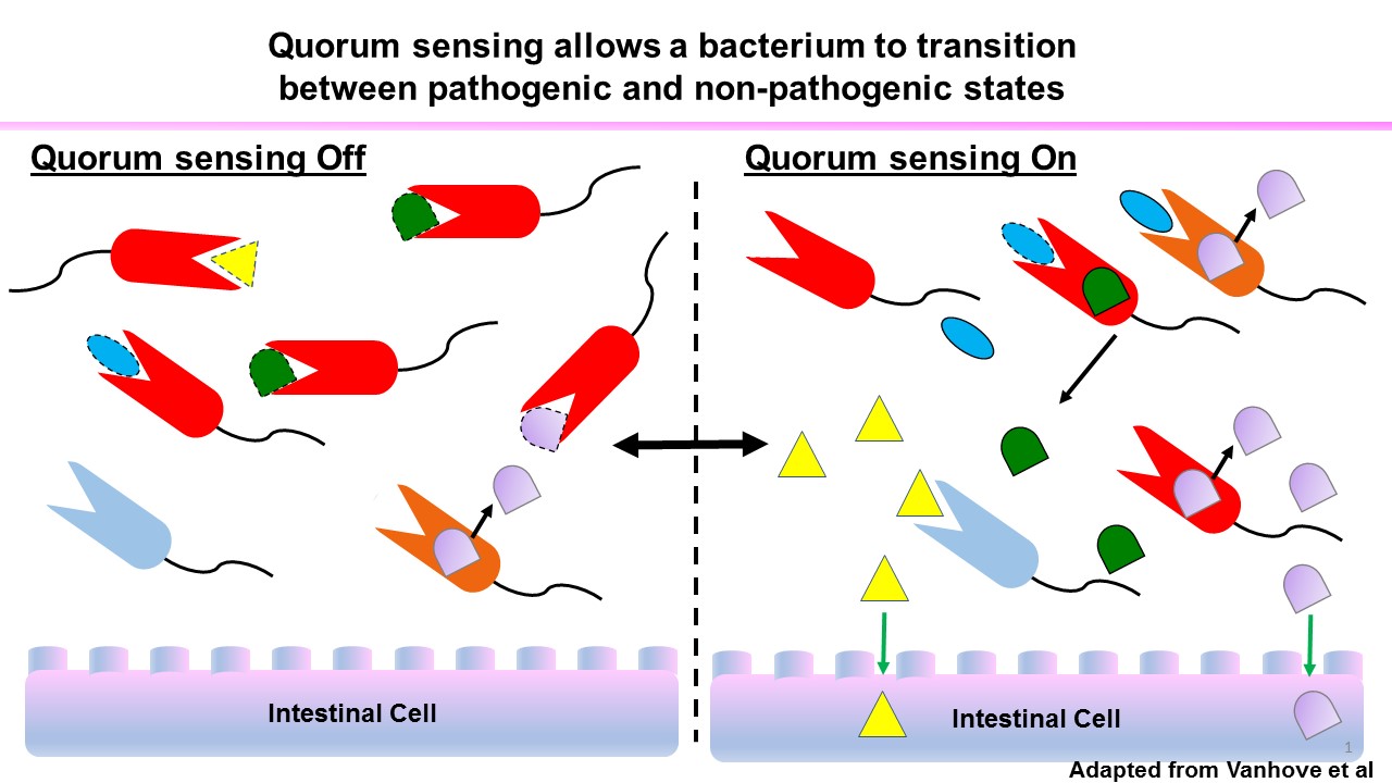 Quorum sensing helps Vibrio cholerae co-exist with its arthropod host