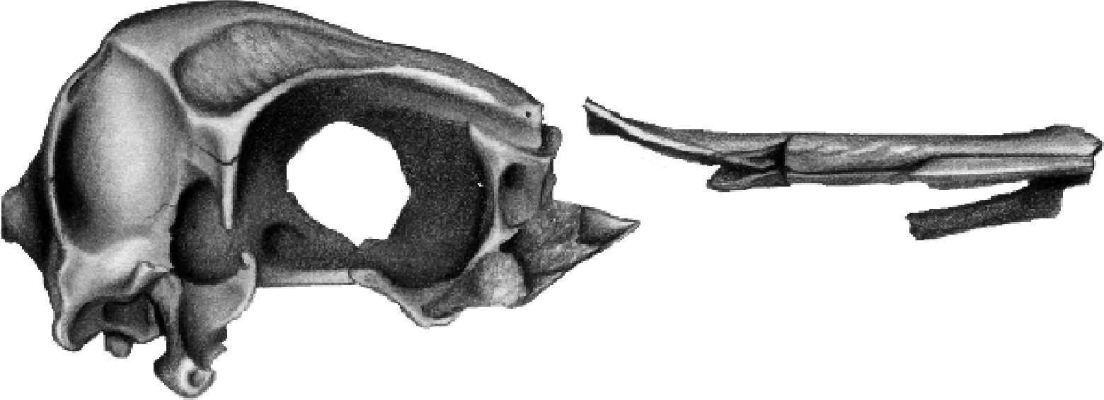 Avian History through the Fossil Record