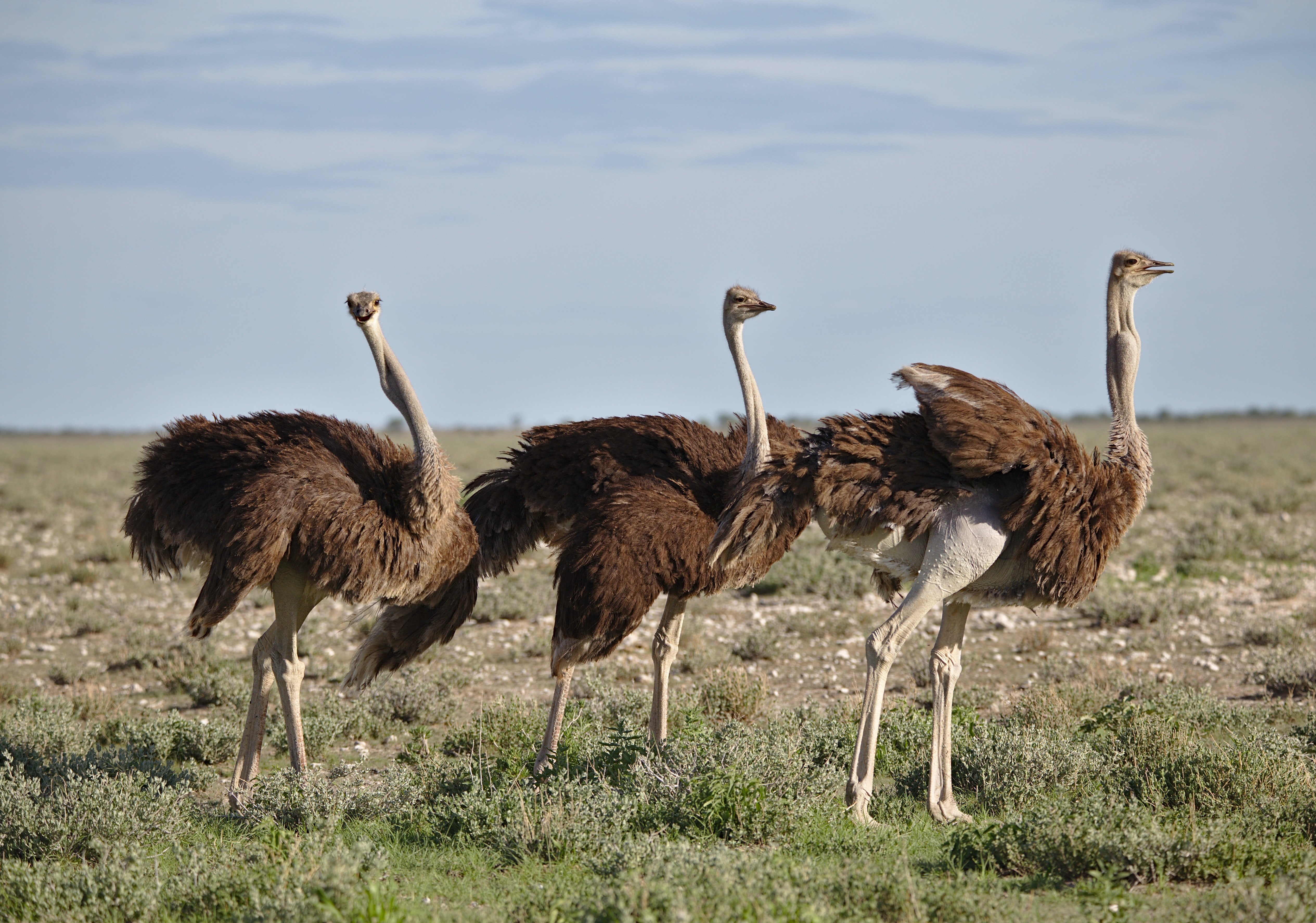 Project Management for Wildlife Conservation