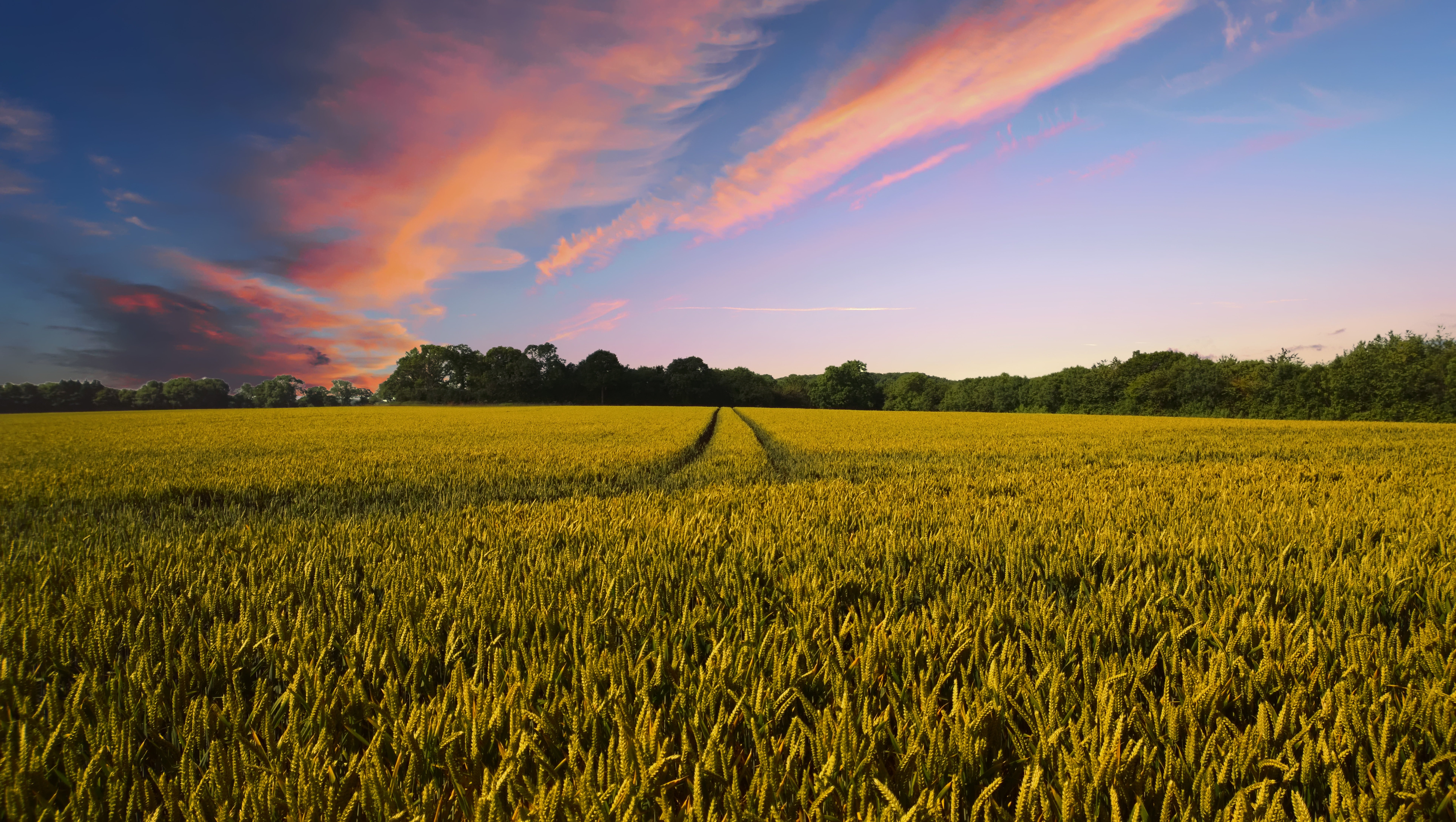 Would a collapse of the Atlantic circulation cause a widespread halt to arable farming in Great Britain?