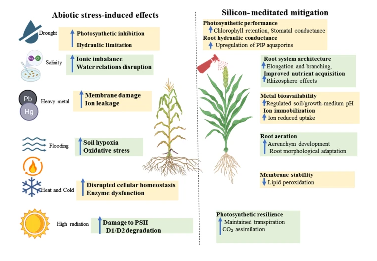 Why Silicon Is Gaining Attention in Climate-Resilient Agriculture