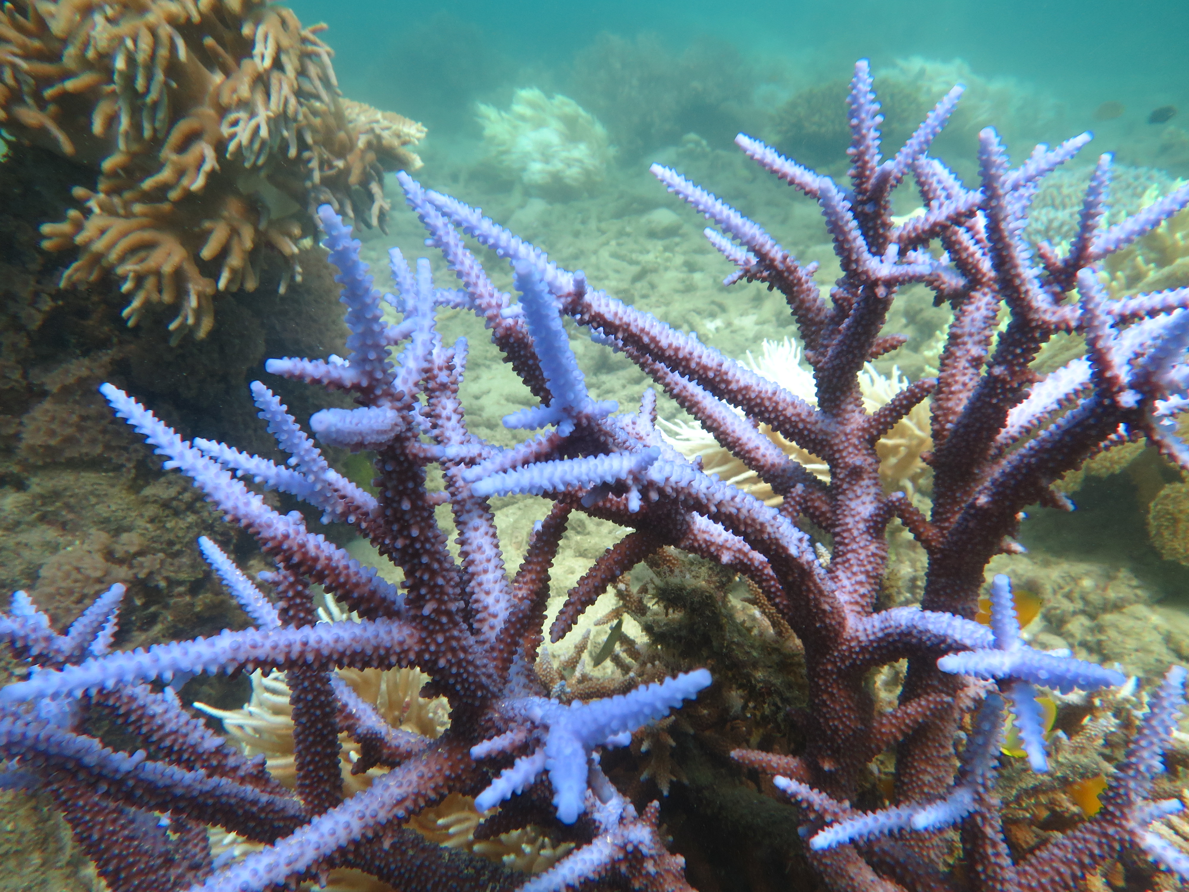 Refining the use of climate models to project future levels of coral bleaching