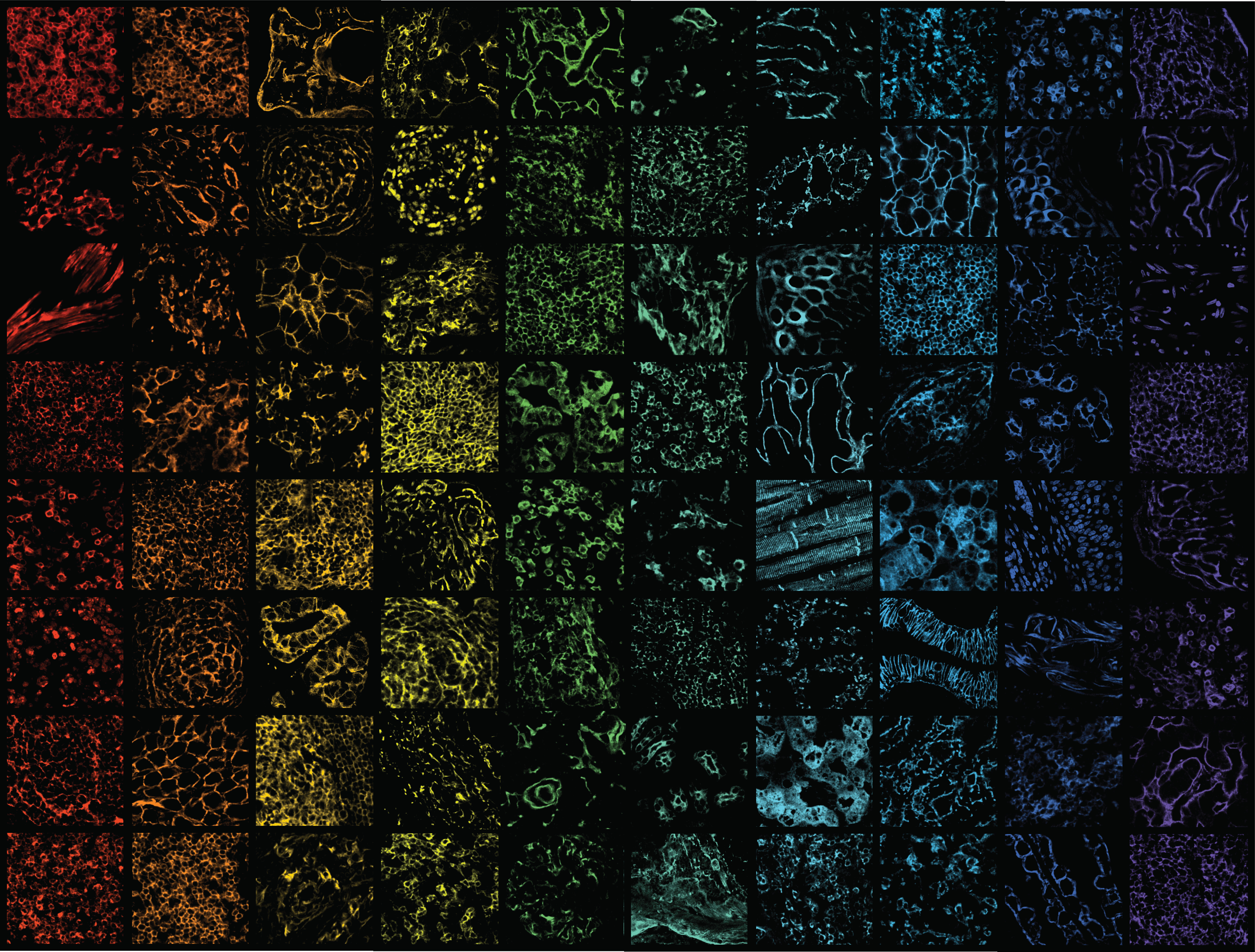 Ascending high-plex mountains with IBEX: An open and versatile method for multiplexed antibody-based imaging