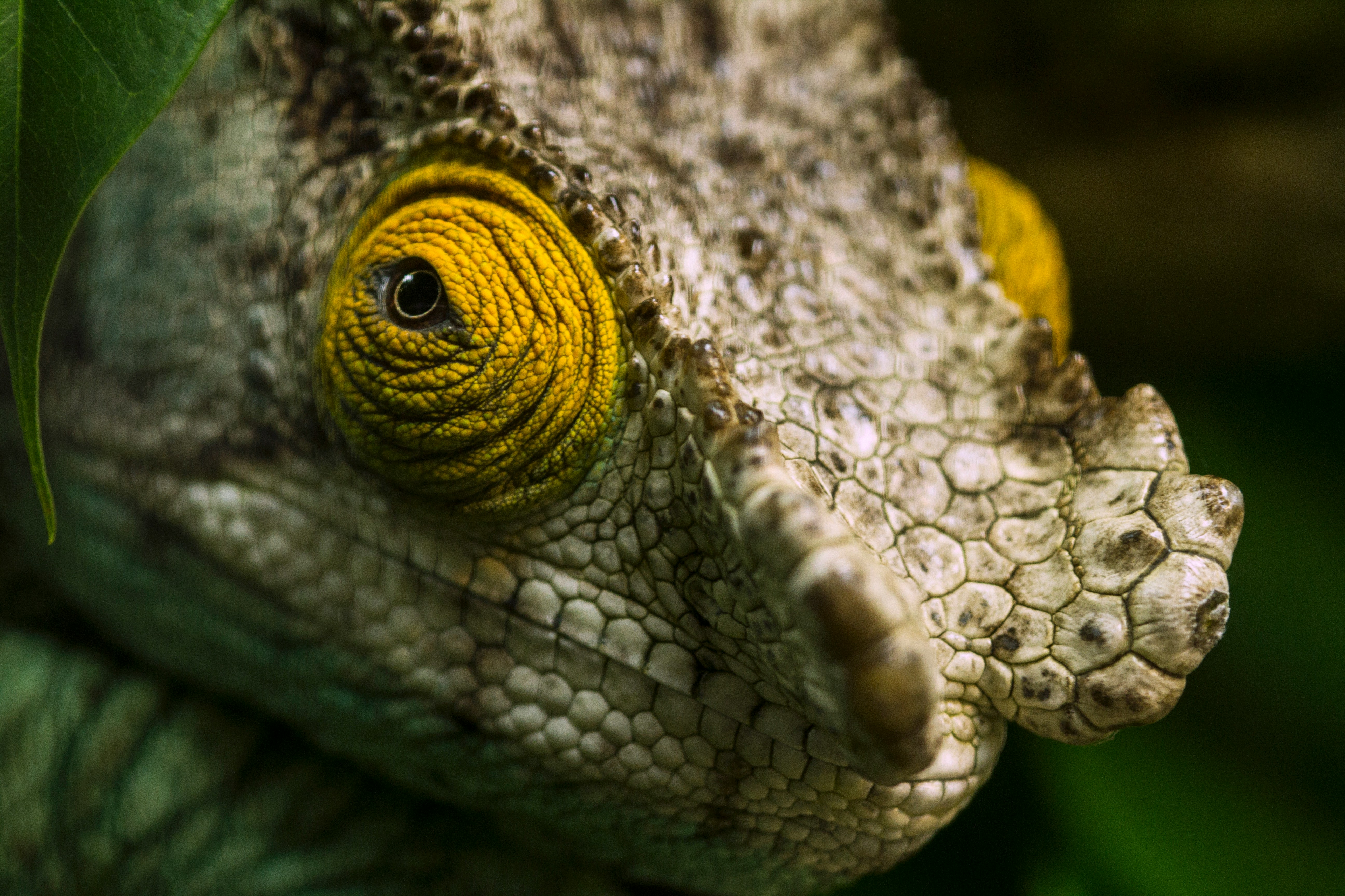 How to become a zoologist