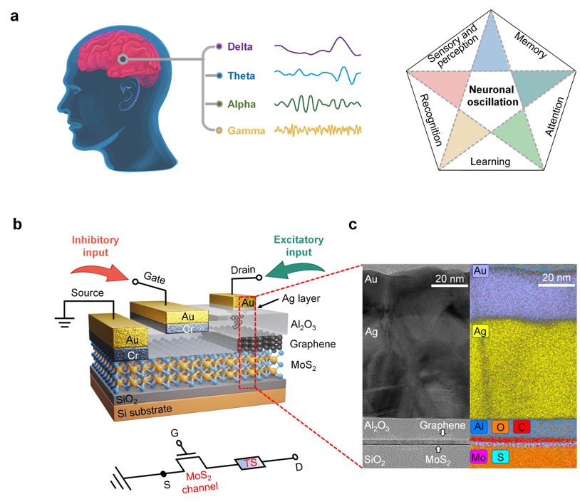 Single-Transistor Neuron with Excitatory-Inhibitory Spatiotemporal Dynamics Applied for Neuronal Oscillations