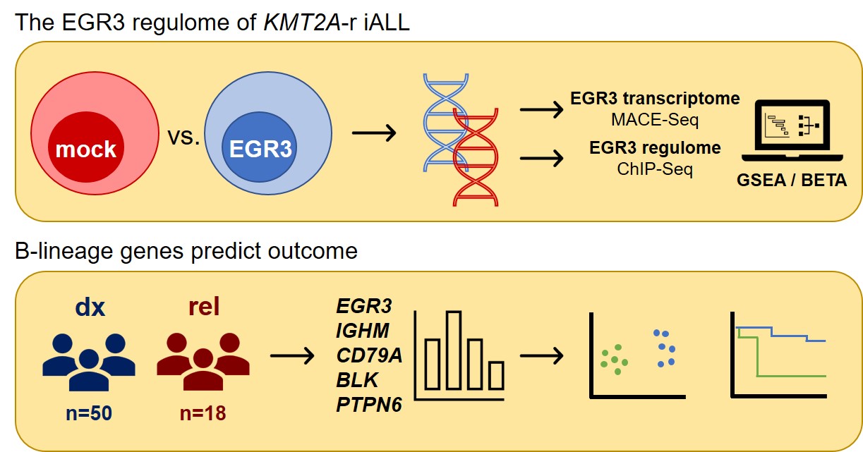 The EGR3 regulome of infant KMT2A-r acute lymphoblastic leukemia identifies differential expression of B-lineage genes predictive for outcome