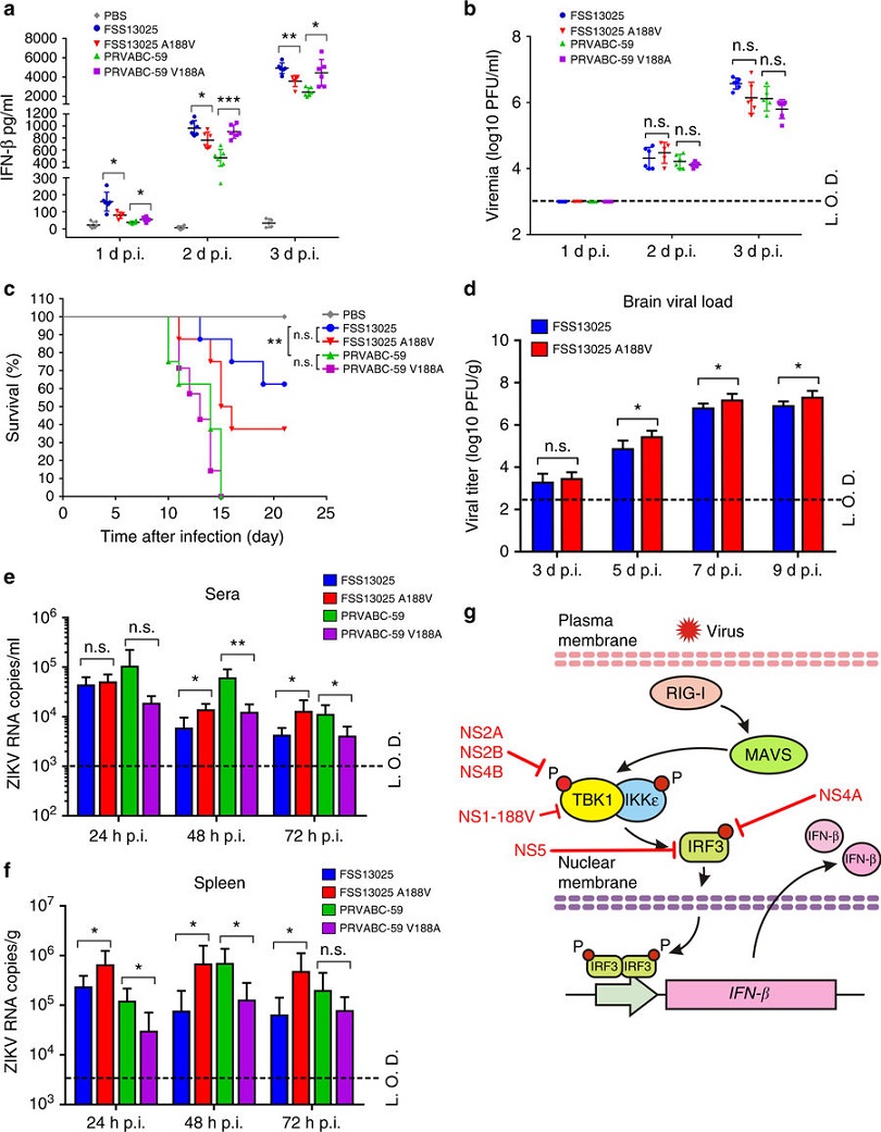 Zika virus: enhancement of epidemic potential through viral mutations?