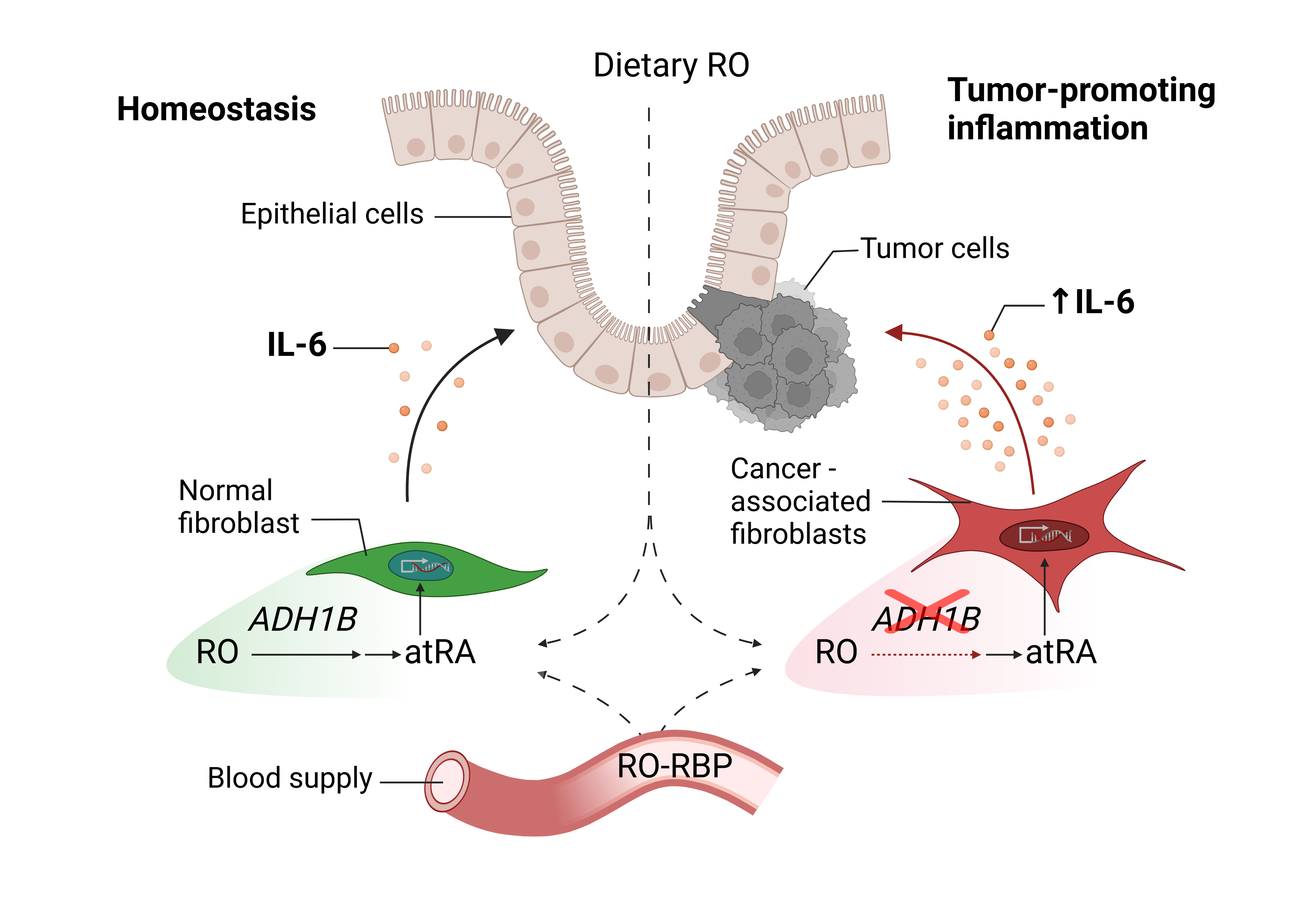 Retinol-mediated suppression of tumor-promoting inflammation is disrupted in colon cancer-associated fibroblasts