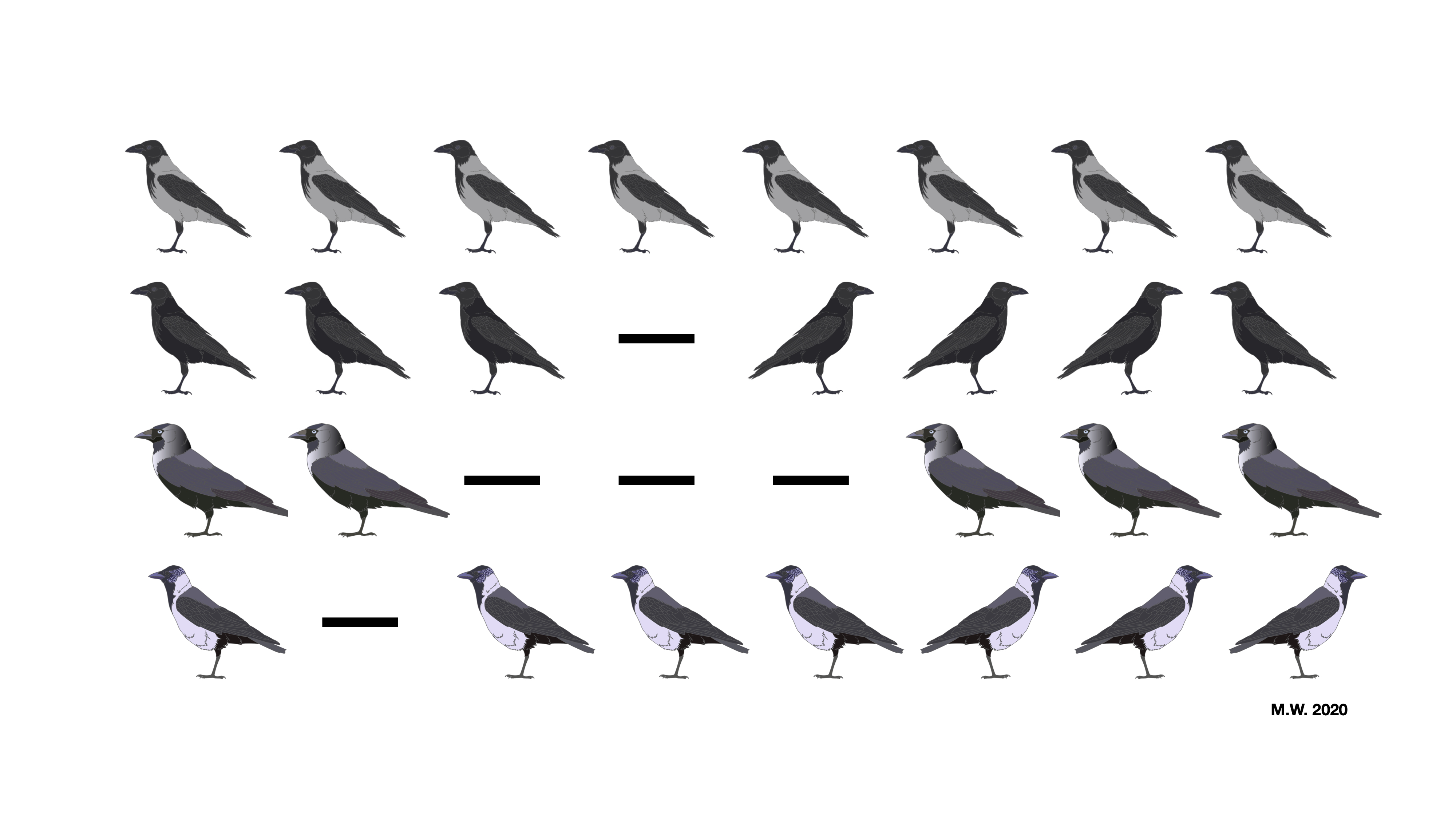 Sailing the high seas of structural genomic variation – A tale from the crow’s nest (literally)
