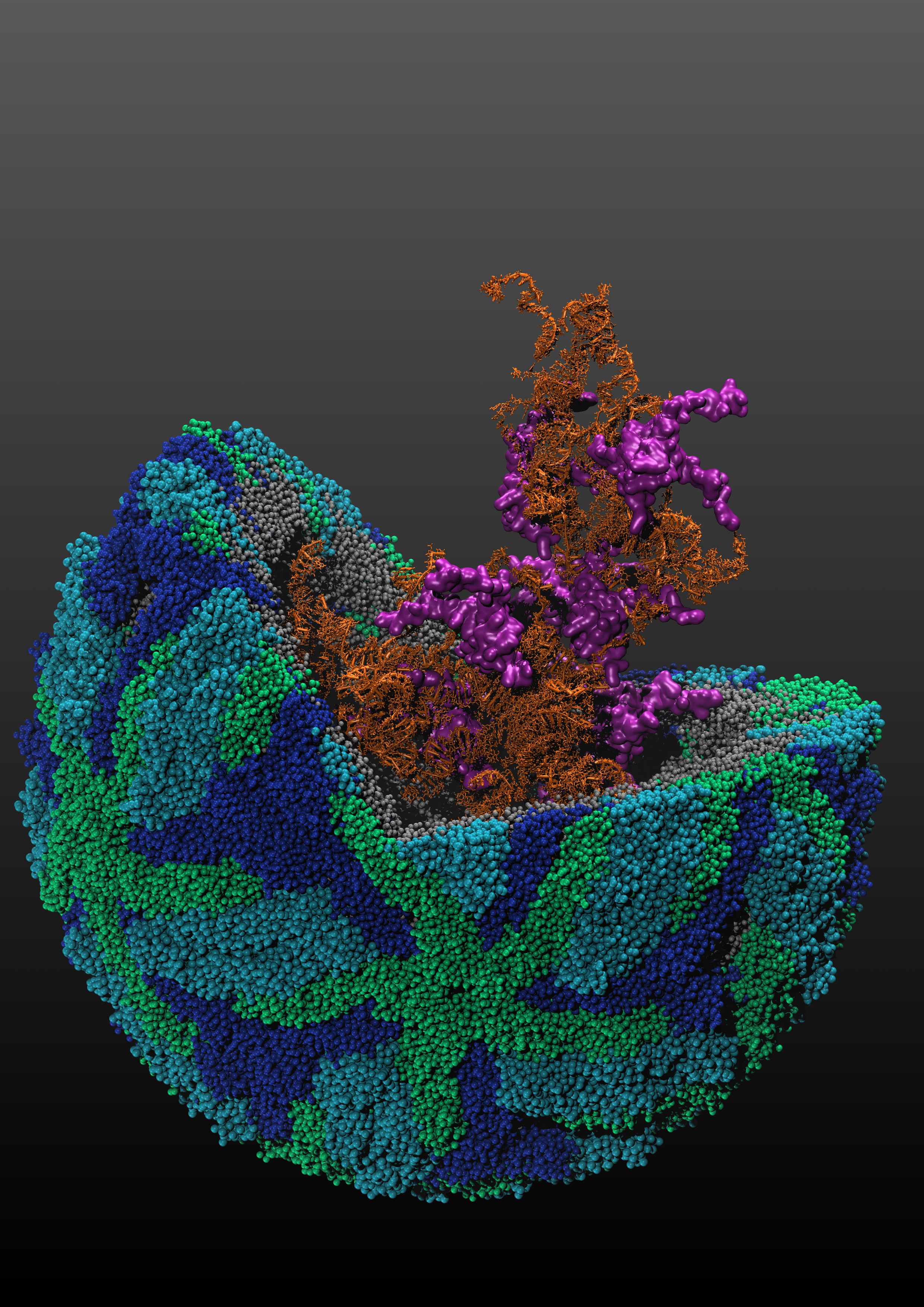 Unveiling the mysteries of dengue and Zika genome organization