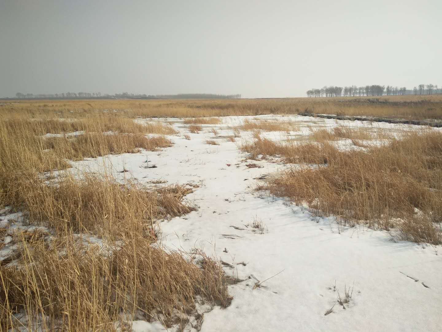 Freeze-thaw cycles alter the growth sprouting strategy of wetland plants by promoting denitrification