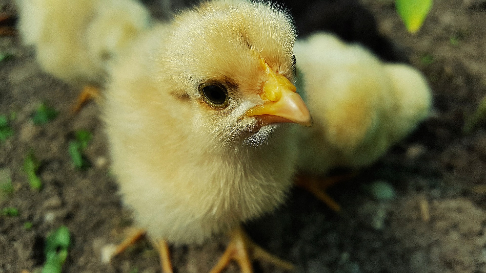 The last (in the pecking order) shall be first and the first last