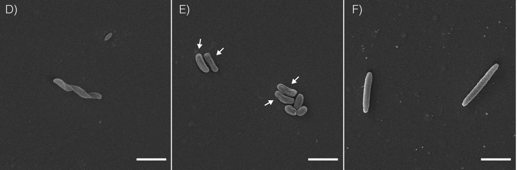 Accelerated purification of nitrite-oxidizing bacteria by cell sorting: how a vacation can change the course of your PhD