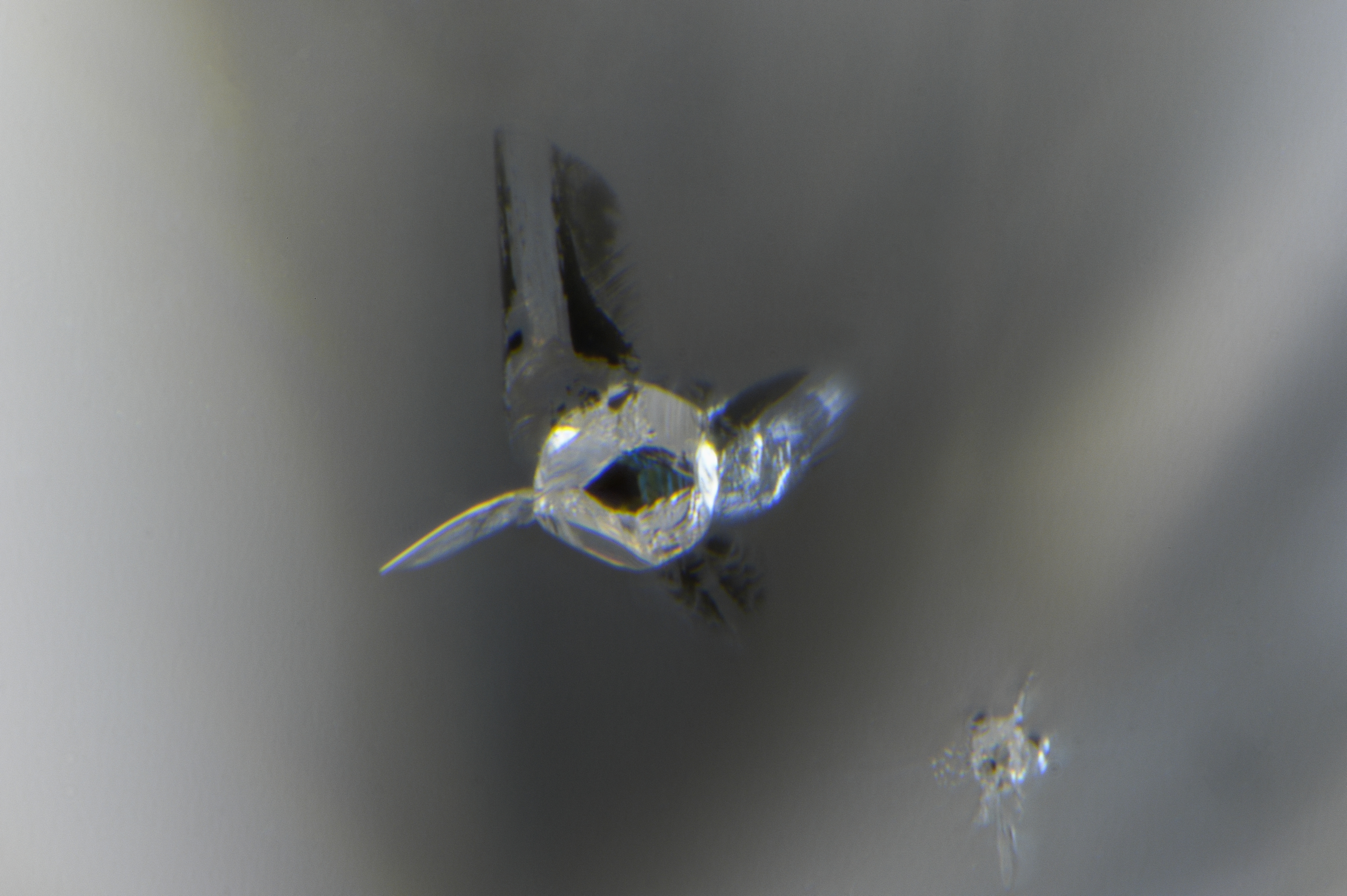 A frozen footage of Earth’s mantle boundary at 660 km captured by a gem diamond