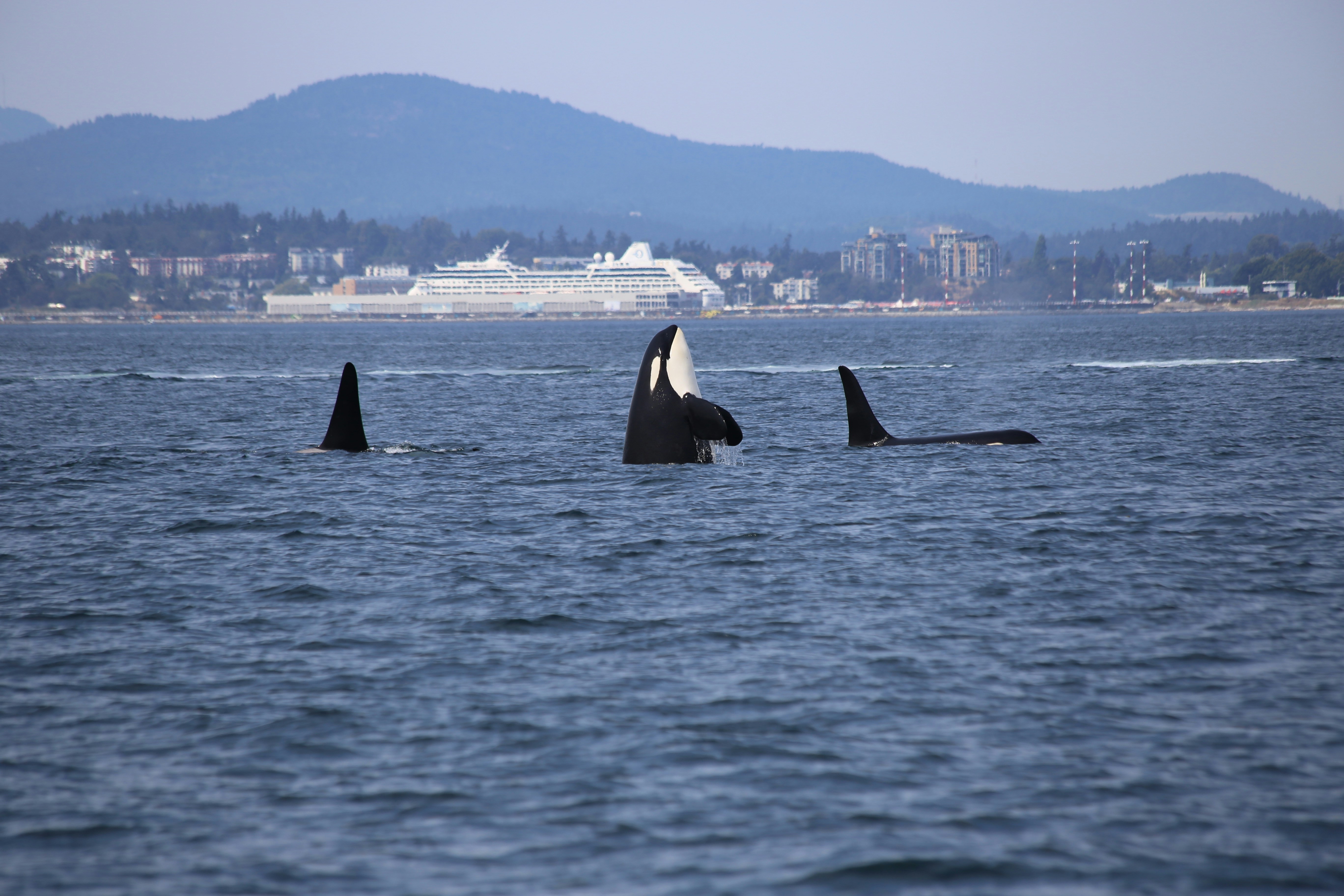 Killer whales make seaweed ‘tools’ to scratch each other’s backs