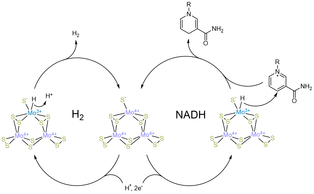 Mo3+ hydride as the origin of H2 evolution and selective NADH regeneration in molybdenum sulfide electrocatalysts