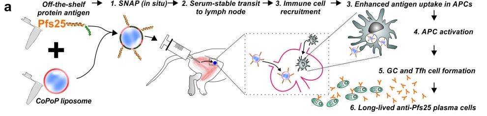 Liposomal vaccine that block the spreading of Malaria disease