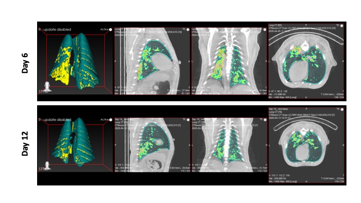 Assessing comparative Non-Human Primate models for SARS-CoV-2 infection and Coronavirus Disease 2019 (COVID-19)