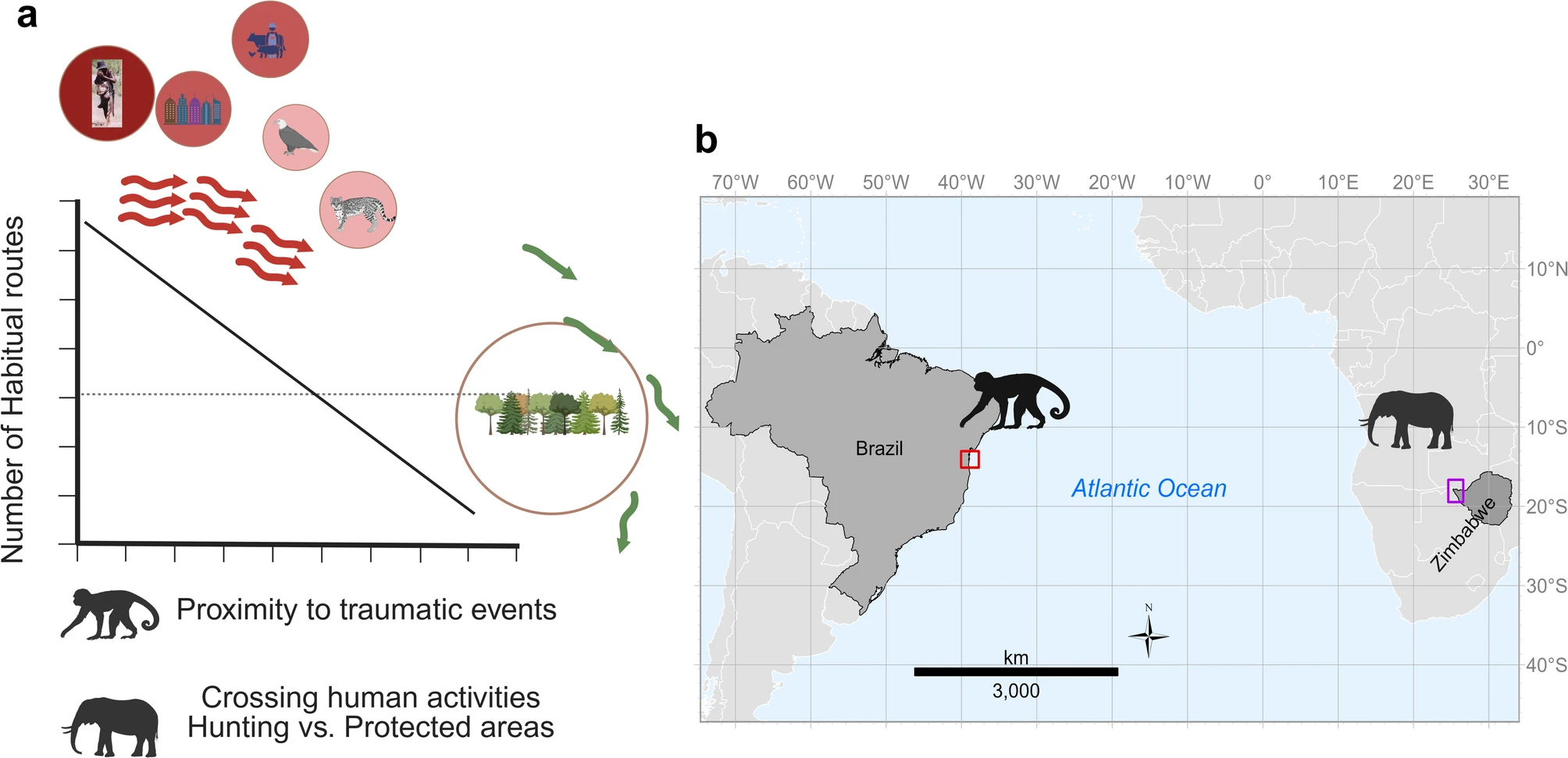 How hunting changes the way elephants and capuchin monkeys navigate