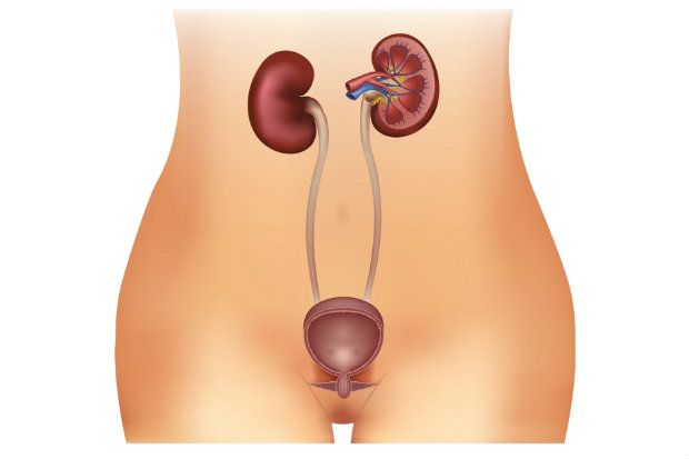 Urinary tract infections: causes, symptoms and treatment