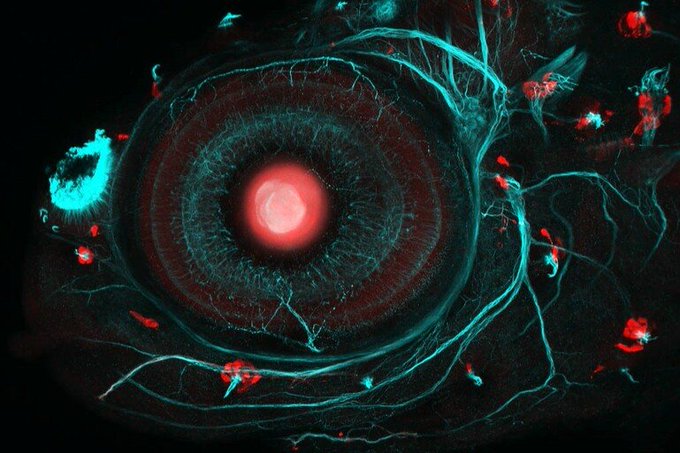 Wellcome's Bioimaging Technology Development Awards