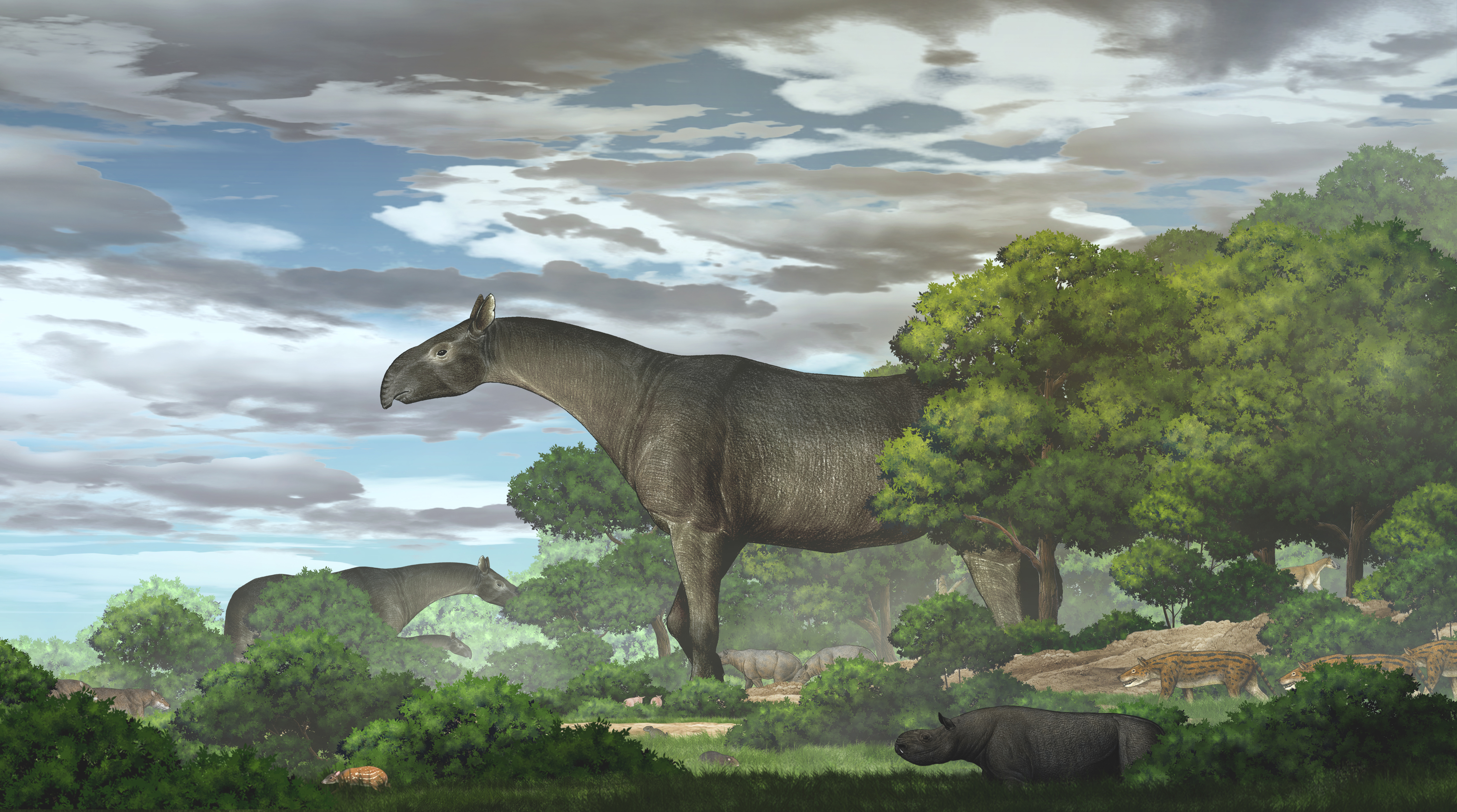 How did the giant rhino disperse across Tibet?