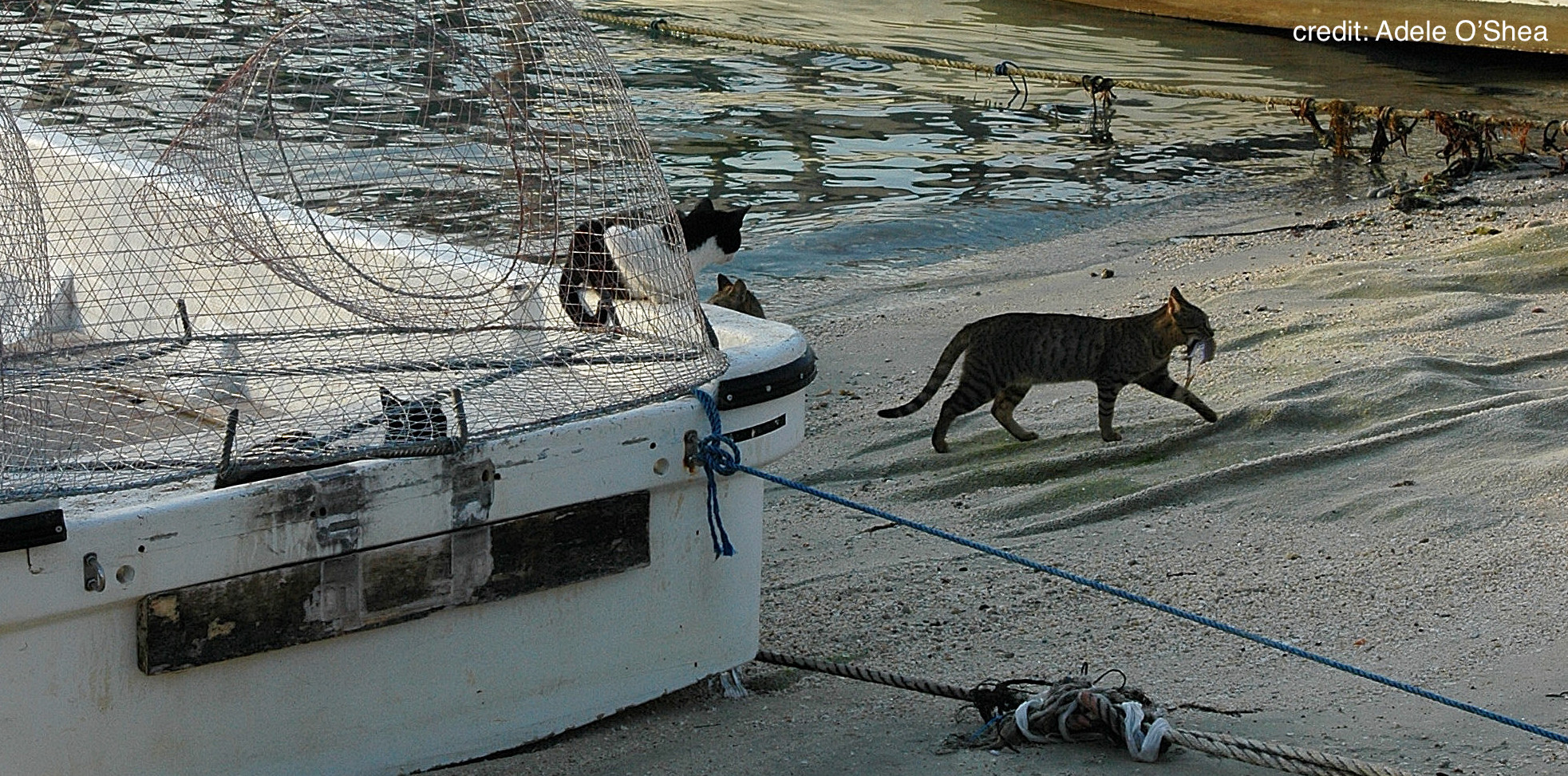 Cats love fish, don’t they?
