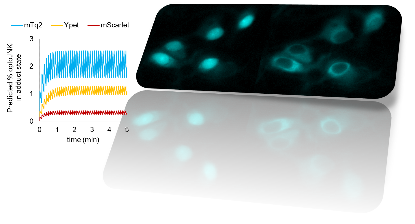 LOV2FRET - a simple method to optimise and validate illumination trains for cellular optogenetics