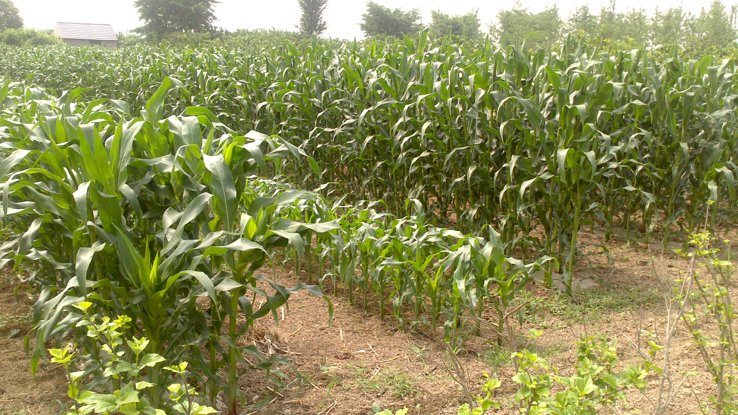 China: protect home-grown solutions to food security