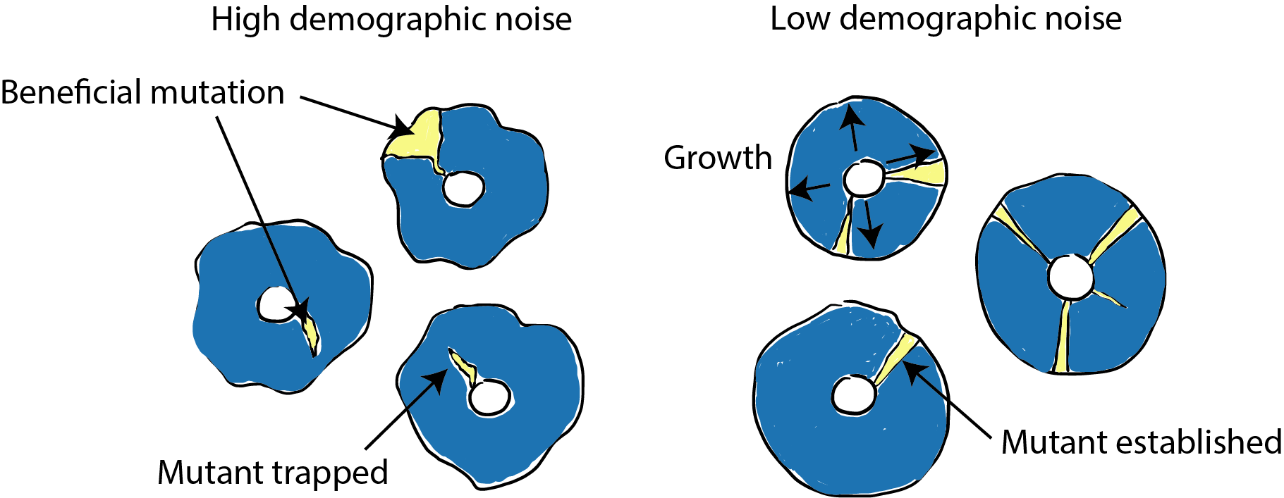 The effect of mutations on demographic noise in microbial colonies