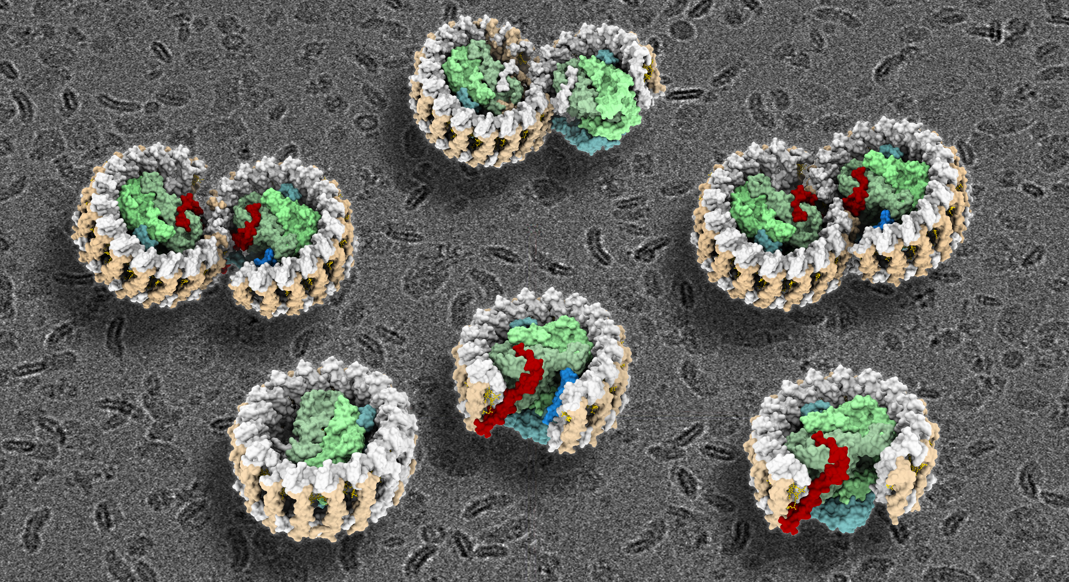 New research advances the understanding of microbial photosynthesis