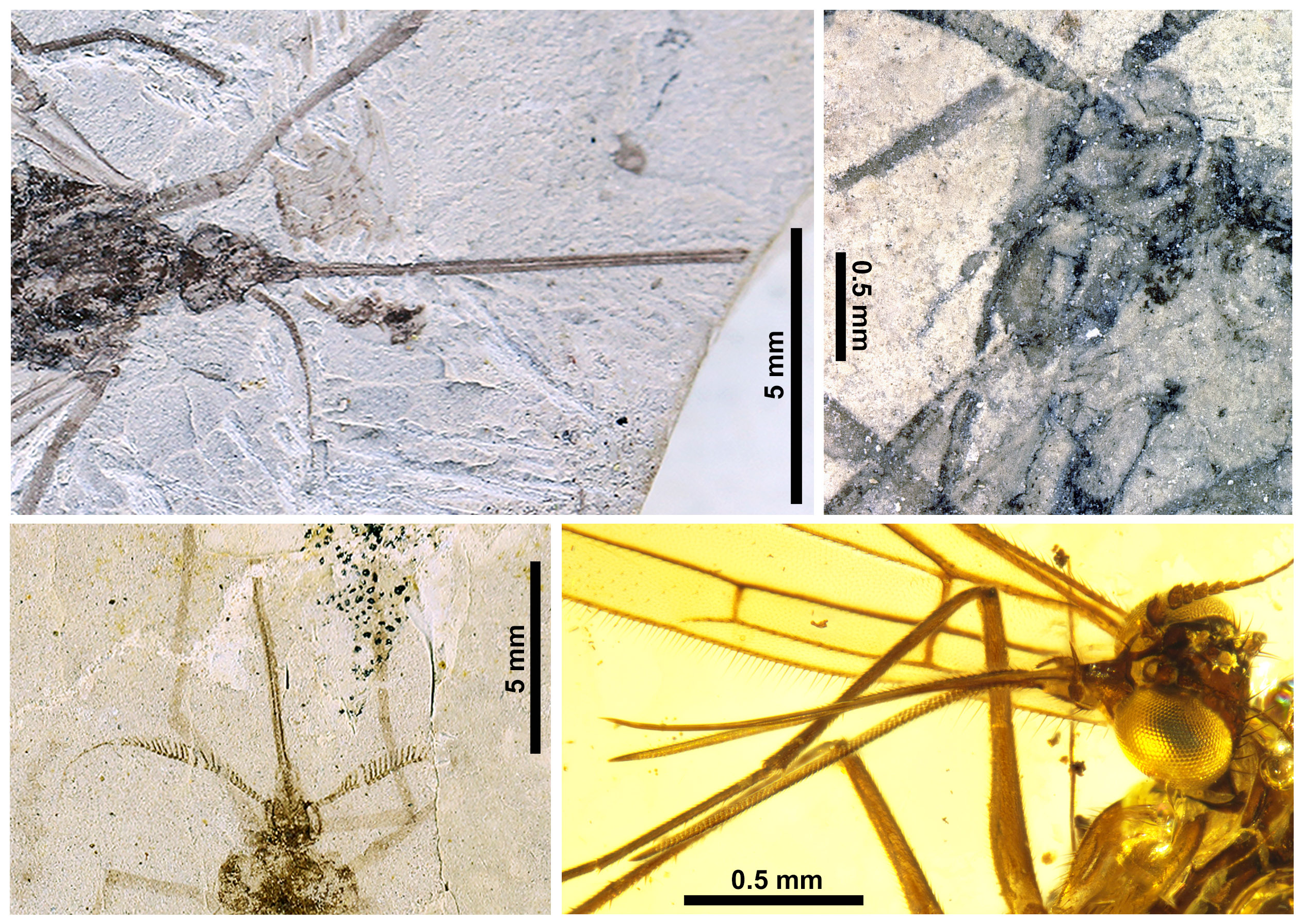 A ten-year research of synergistic evolution between long-proboscid scorpionflies and gymnosperms