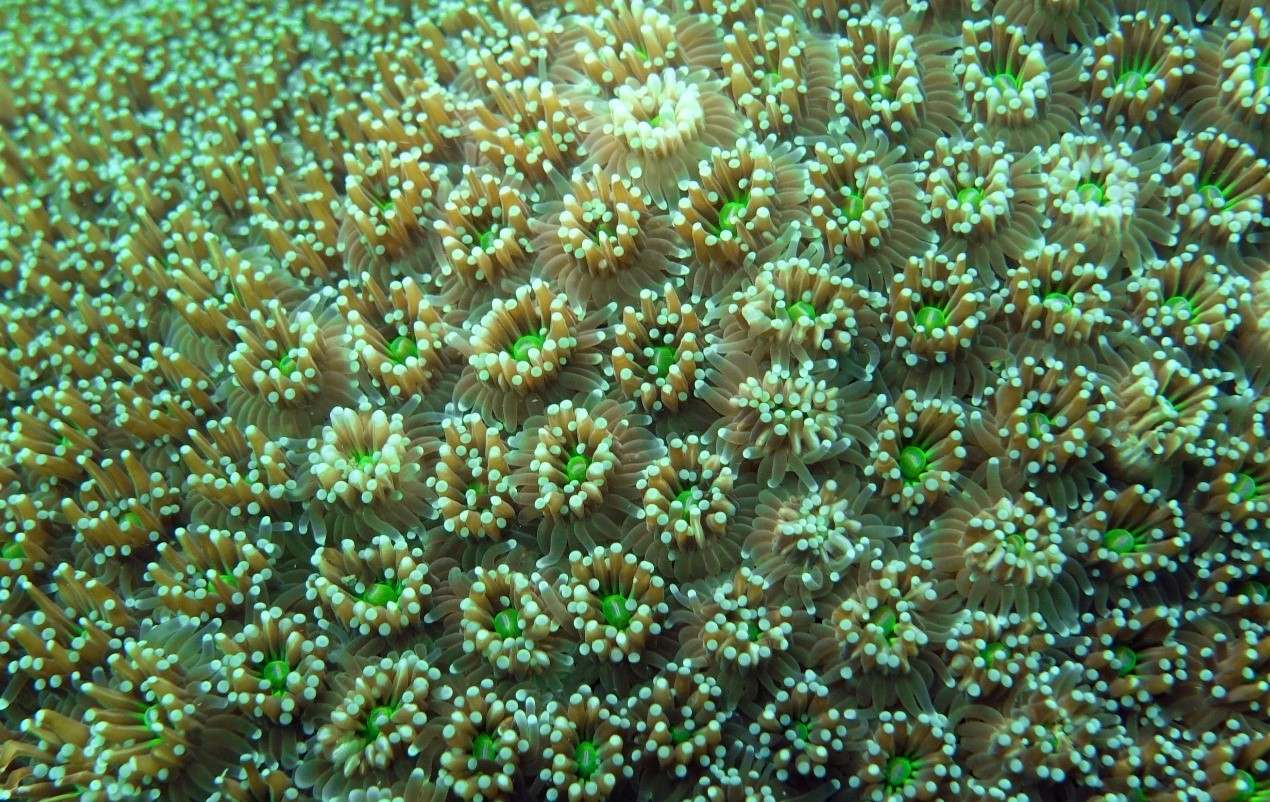 Temperate phage: Trojan Horse in Coral Holobiont