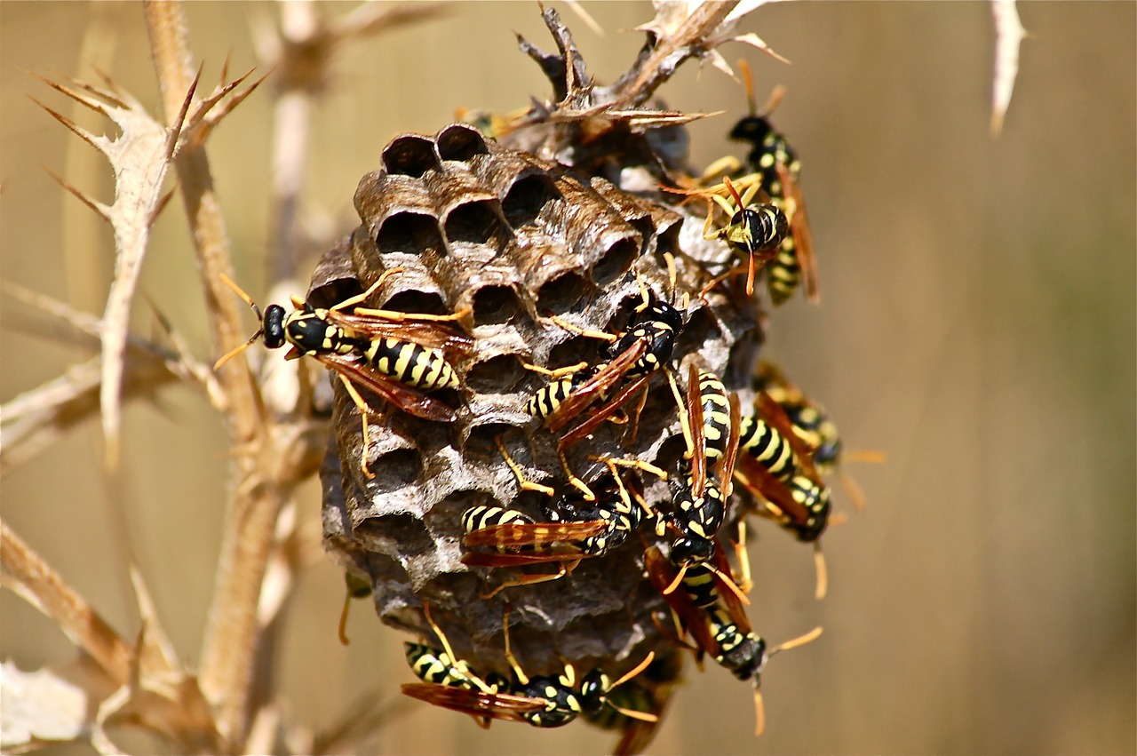 Journal Club | Some like it hot: yeast spend the winter and mate in the wasp gut