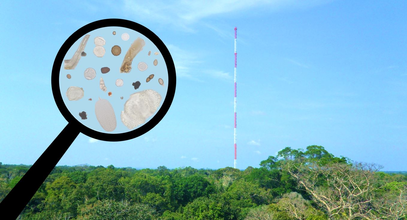 The transport of giant biological particles above the Amazon rainforest