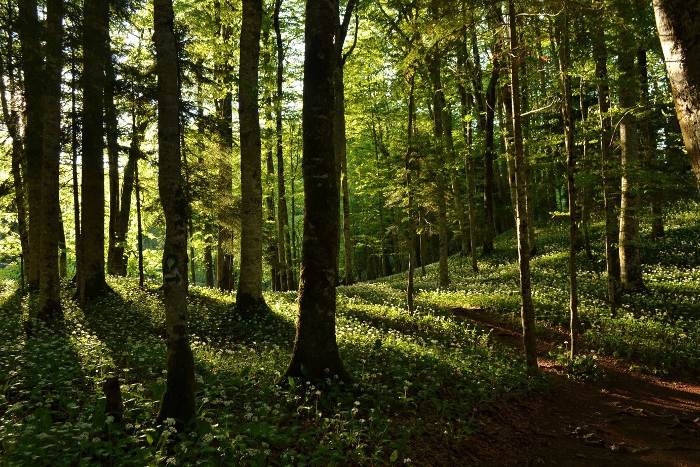 Postglacial dispersal and plant species richness in European beech forests