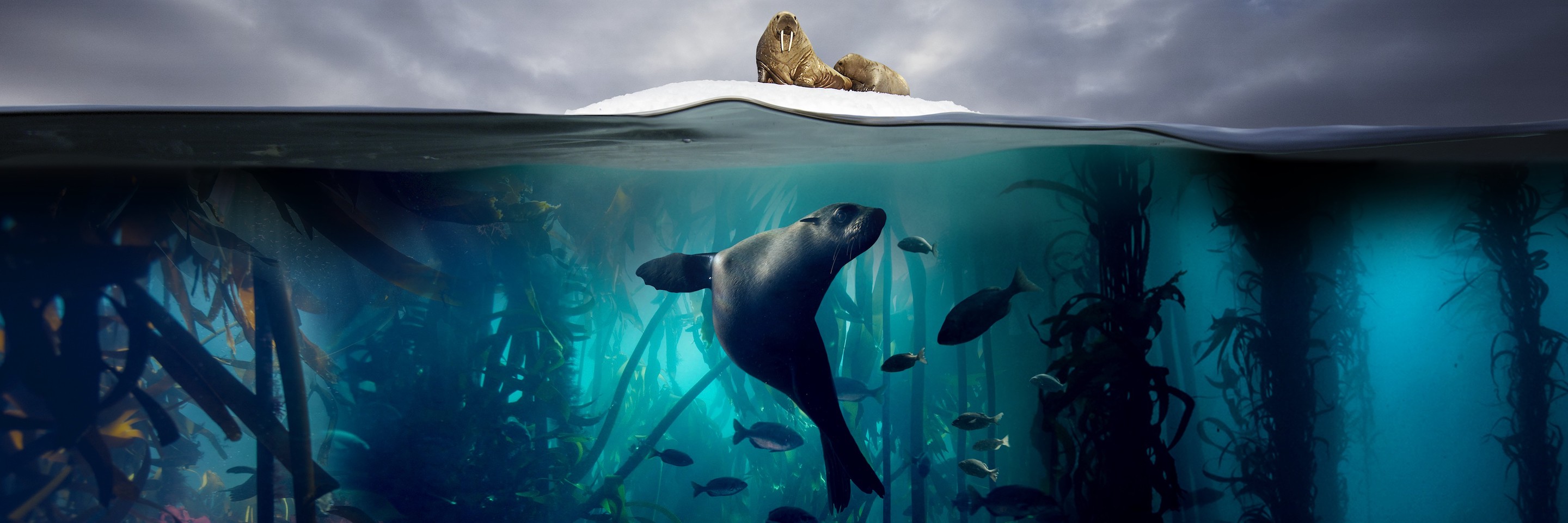Tools and tails on Blue Planet II