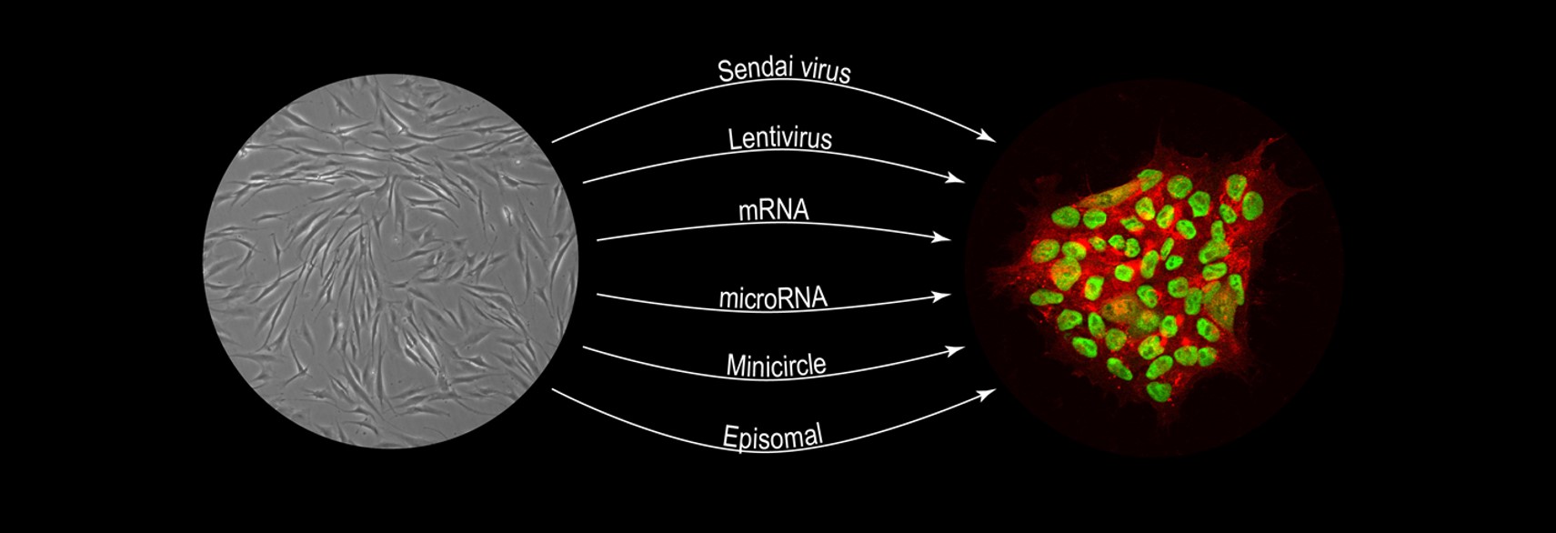 Generating iPSCs by various reprogramming methods